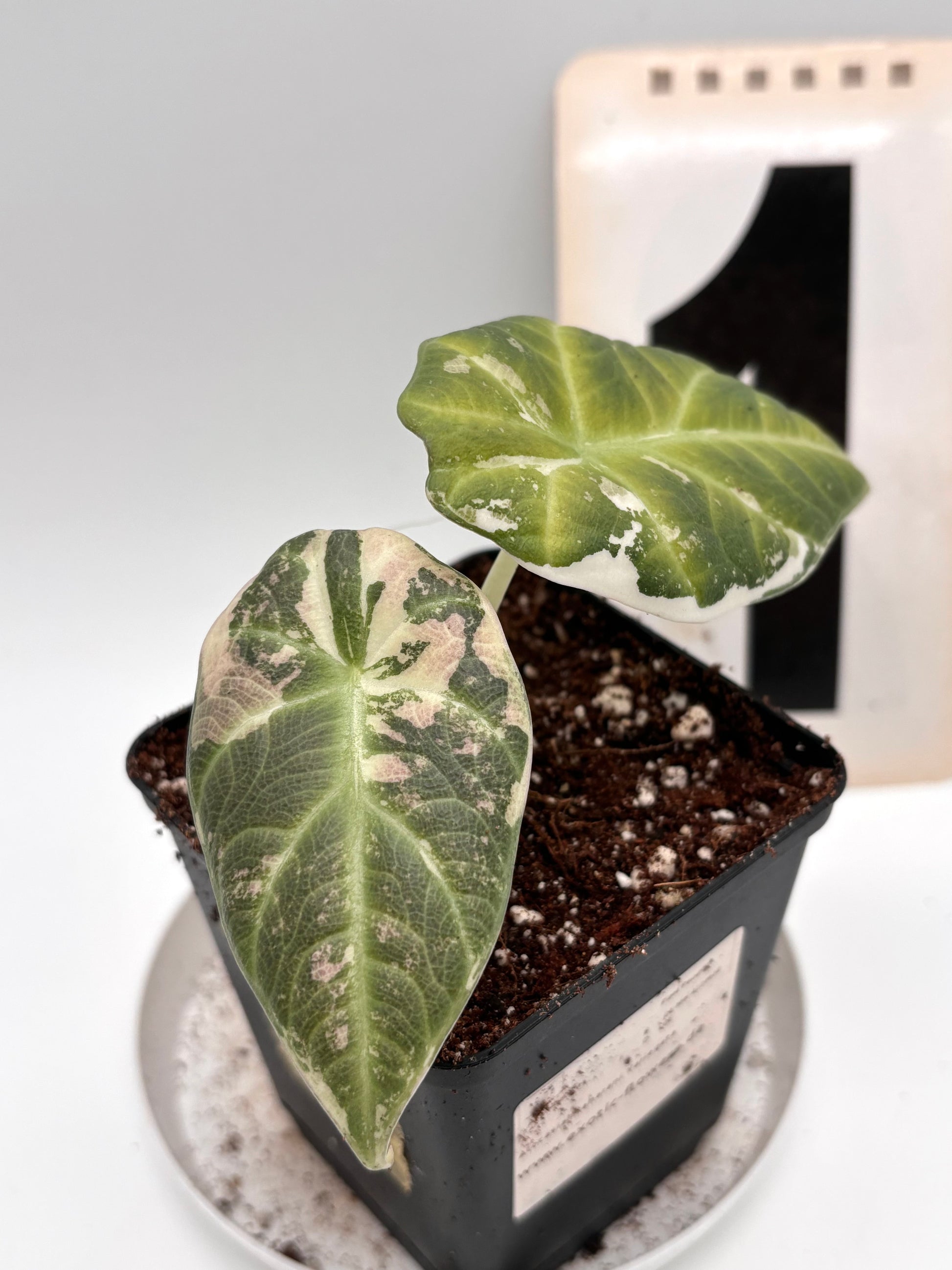 Alocasia Maharani Variegata