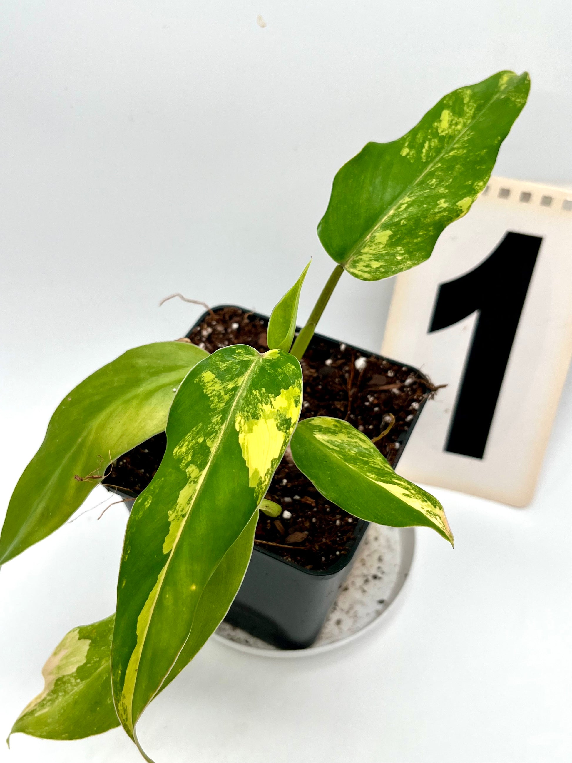 Philodendron Siam Sunrise / Domesticum Variegata