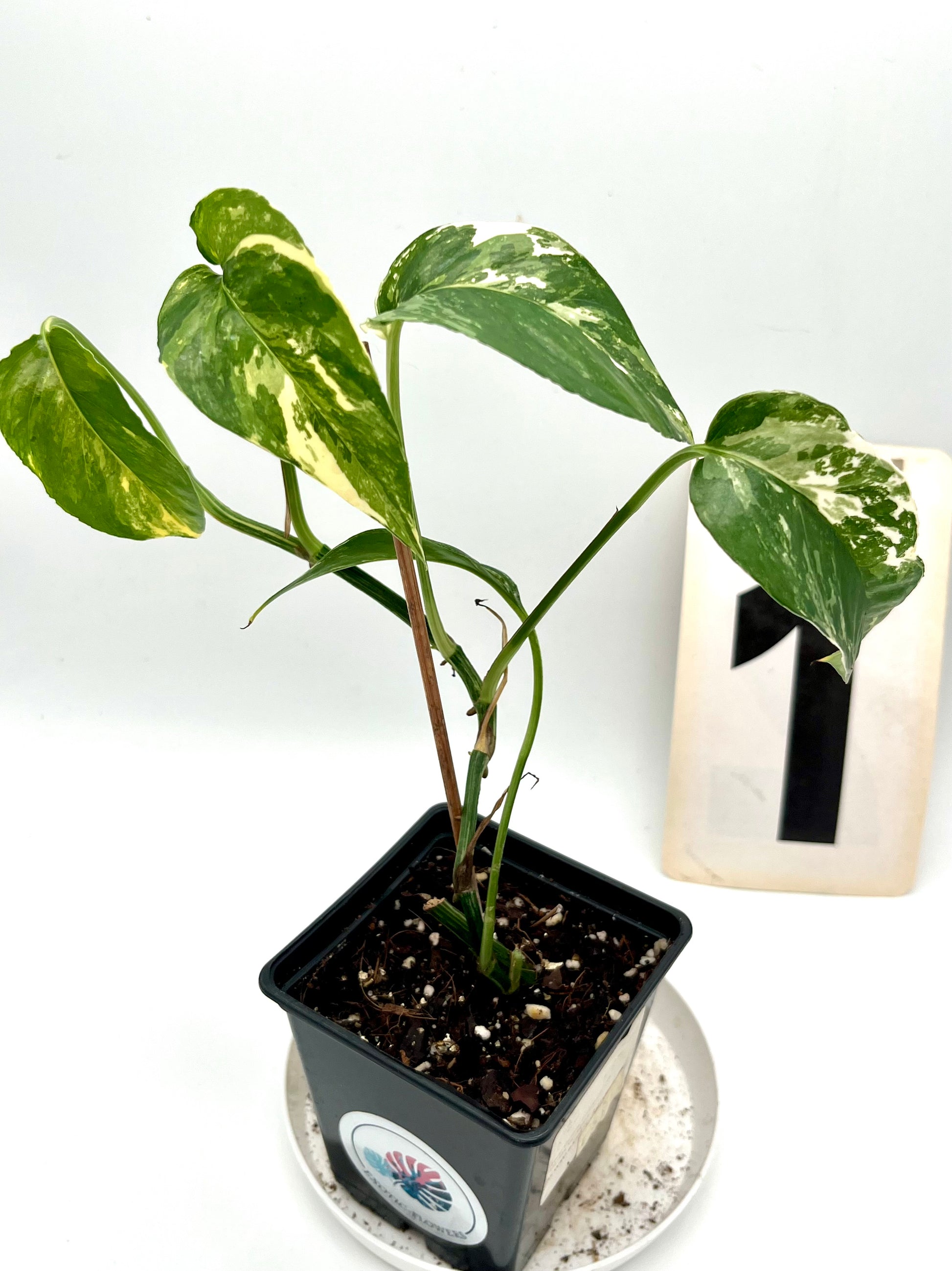 Epipremnum Pinnatum Variegata