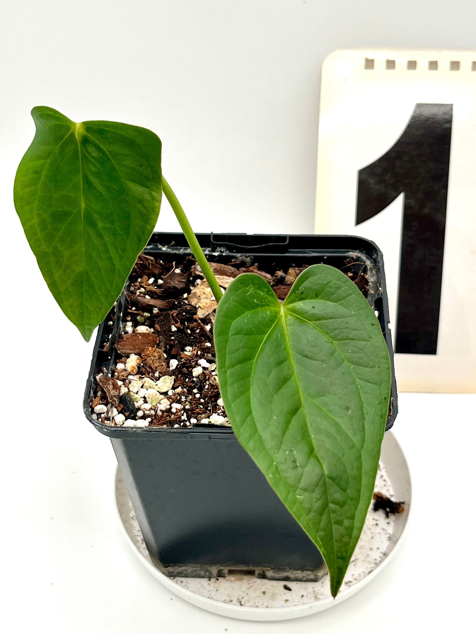 Anthurium Queen of Hearts