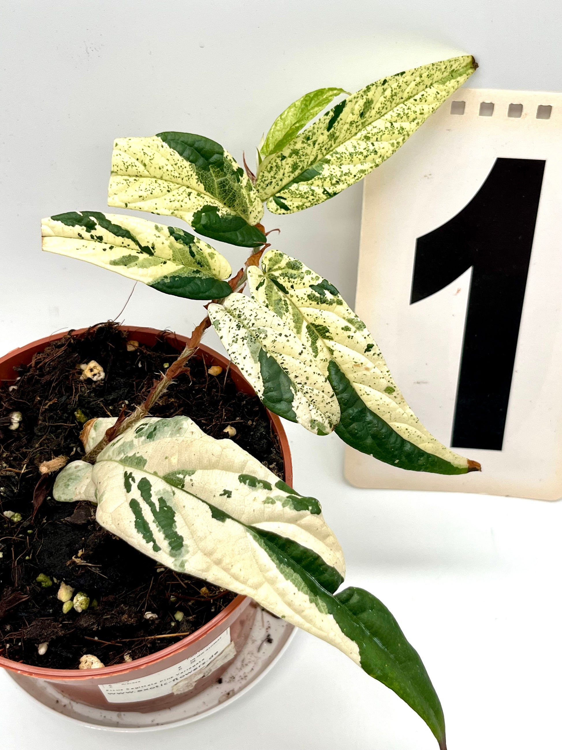 Ficus Sagittata Pink Variegata