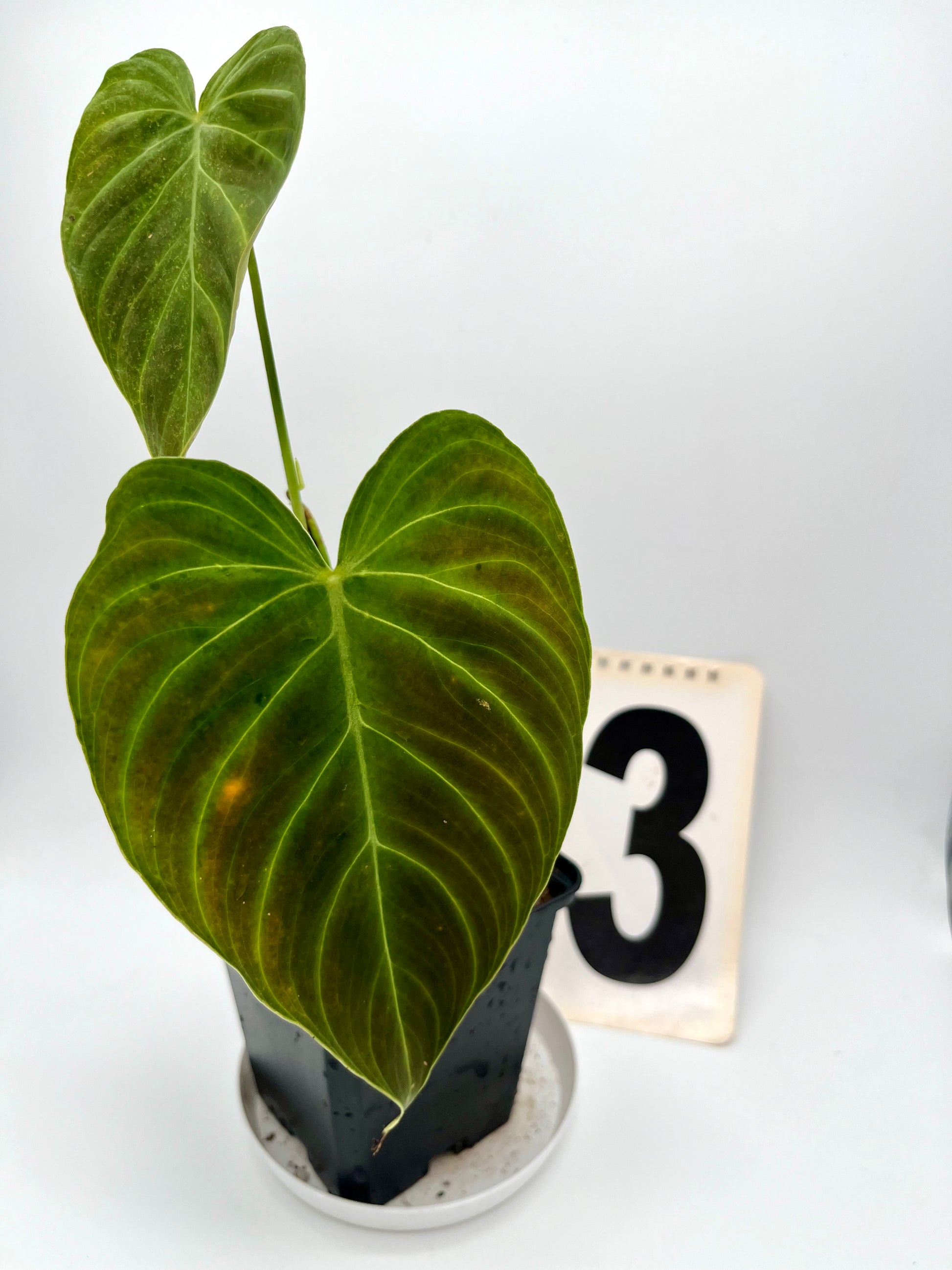 Philodendron Splendid