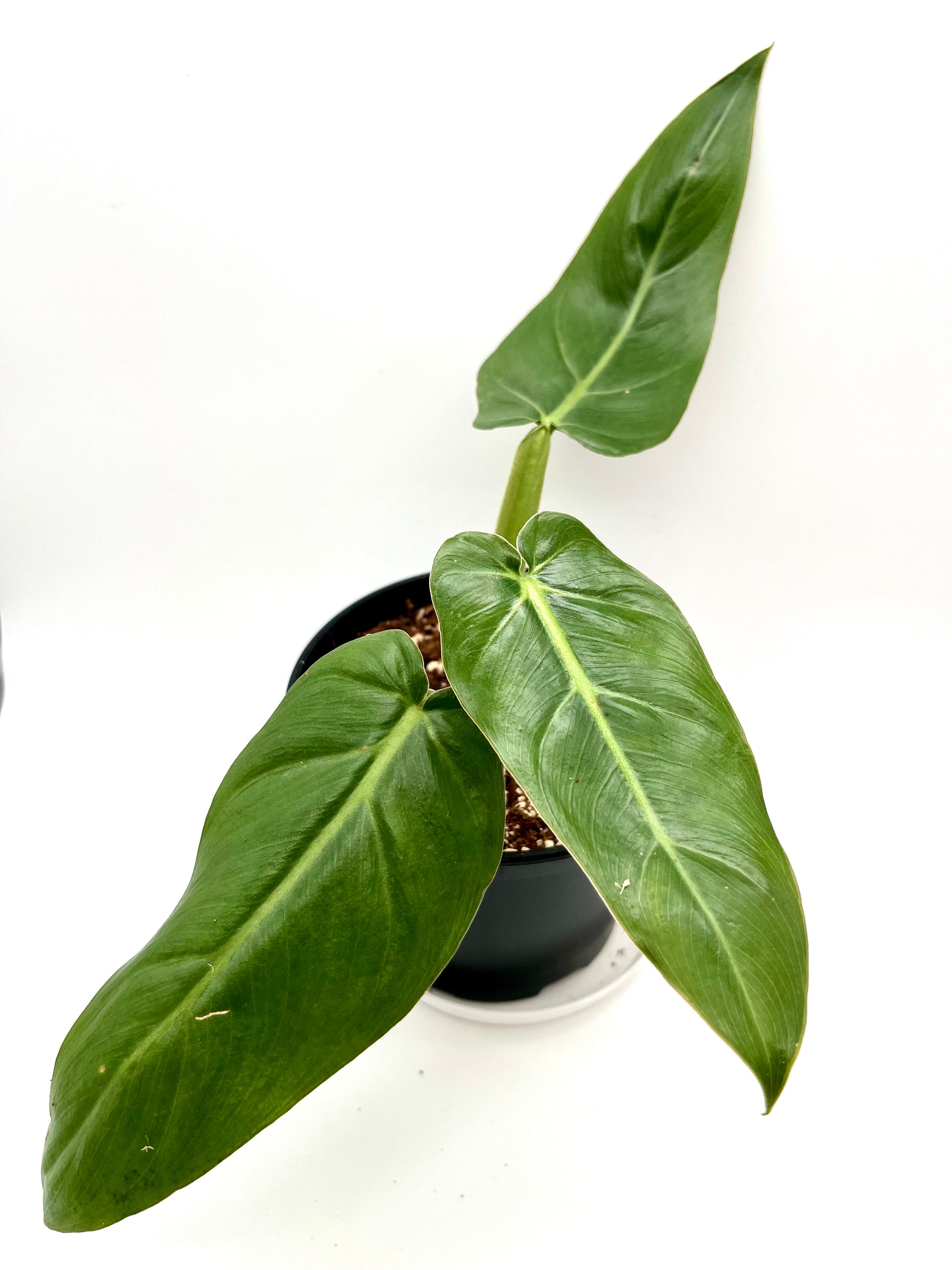 Philodendron Maximum