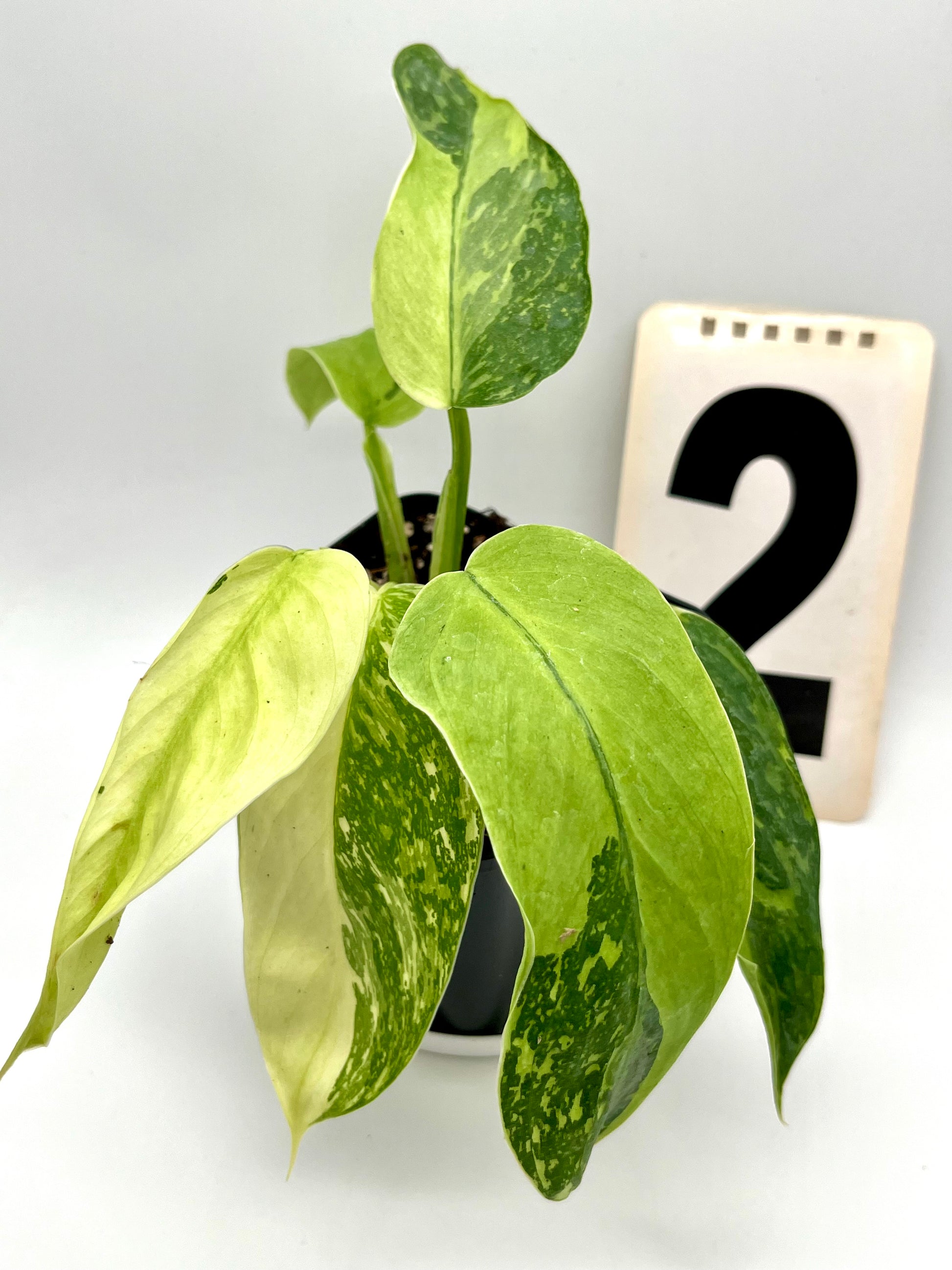 Philodendron Jose Buono