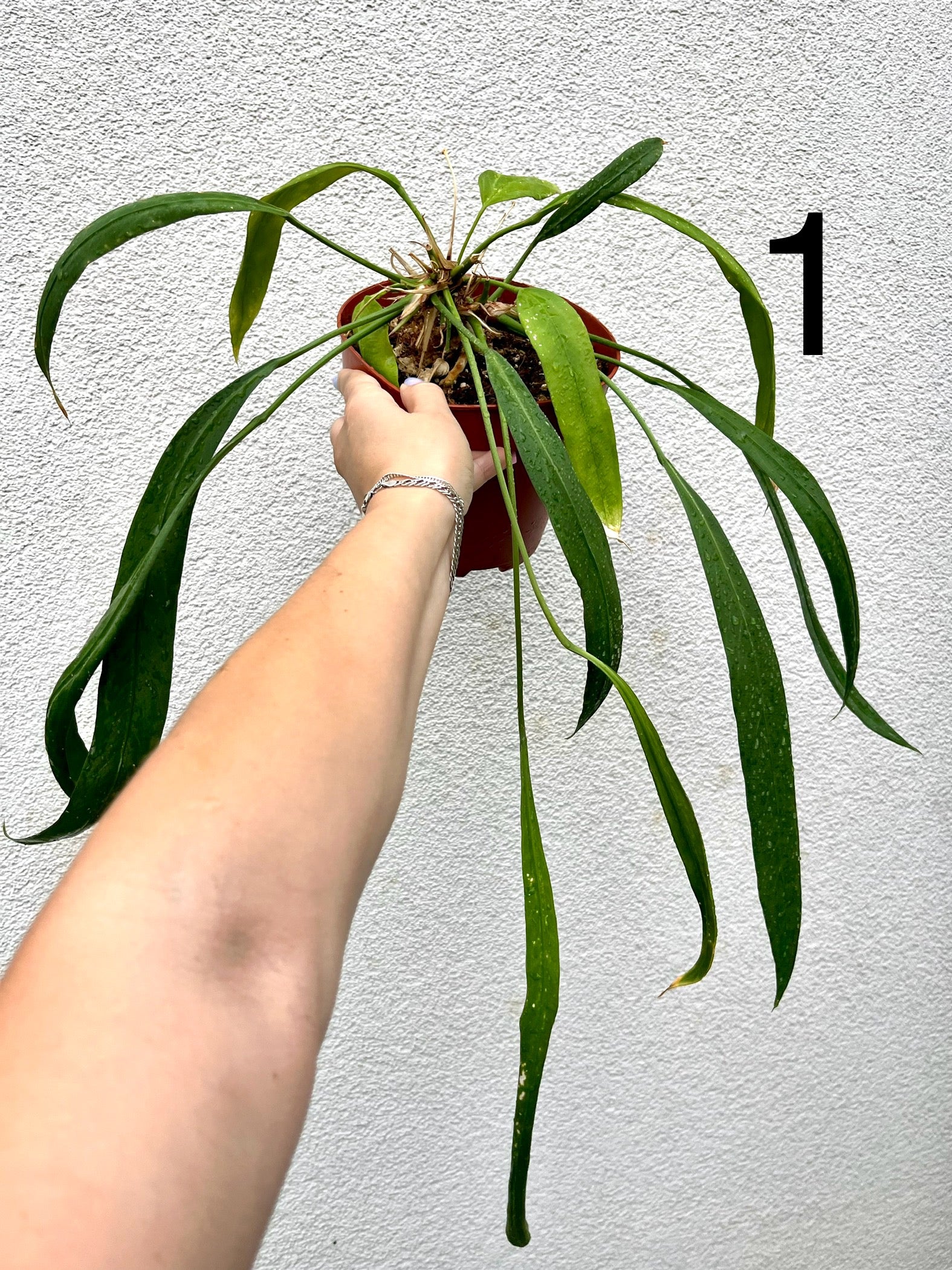 Anthurium Vittarifolium