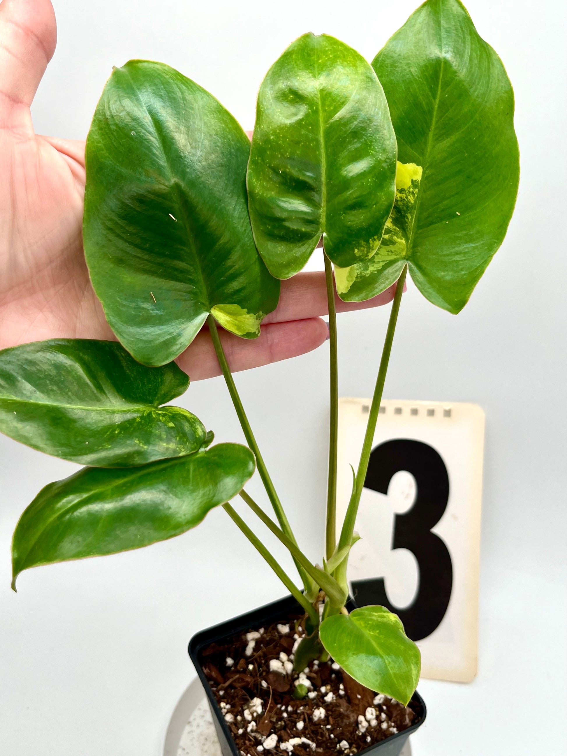 Philodendron Burle Marx Variegata