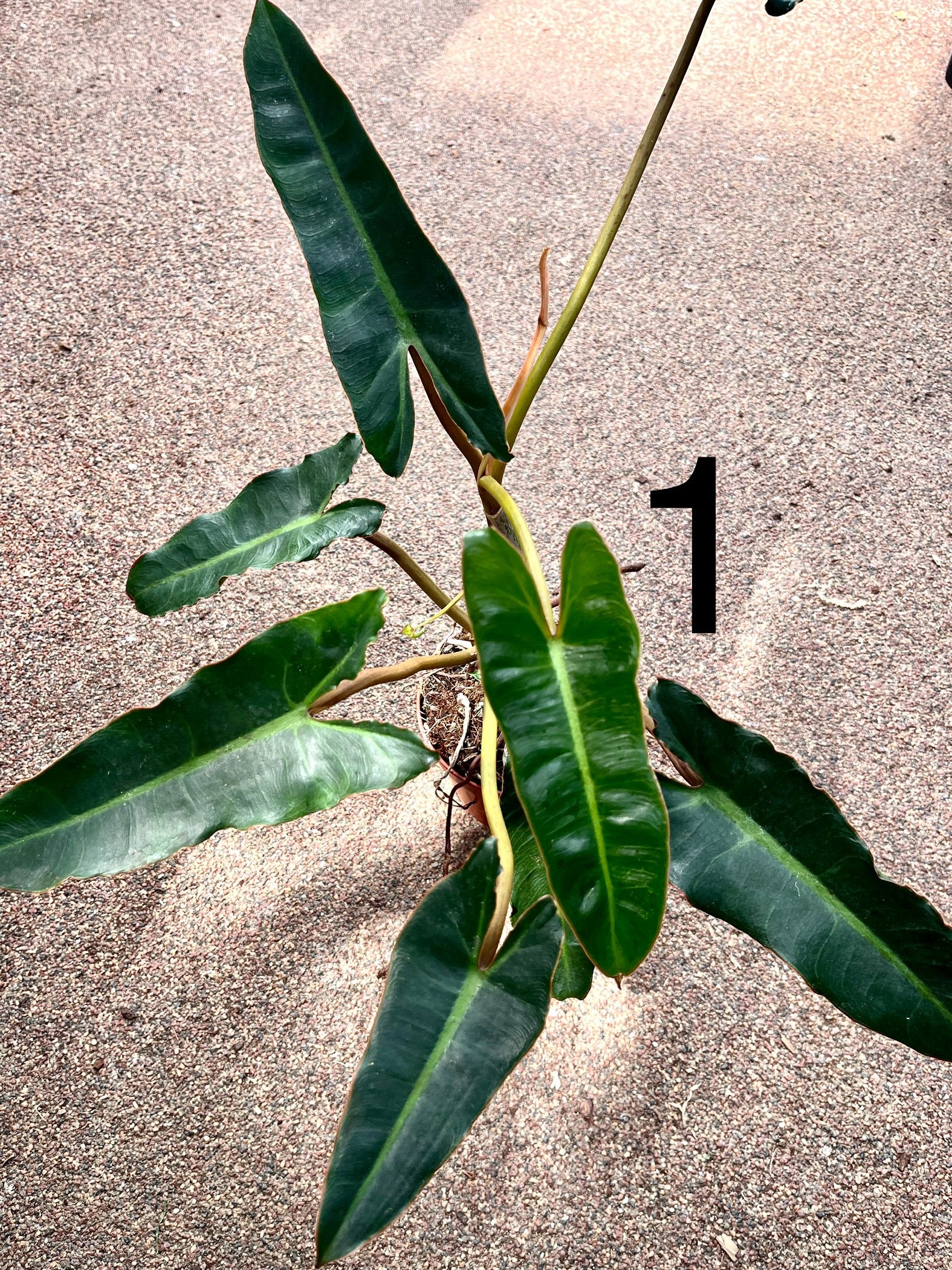 Philodendron Billietiae