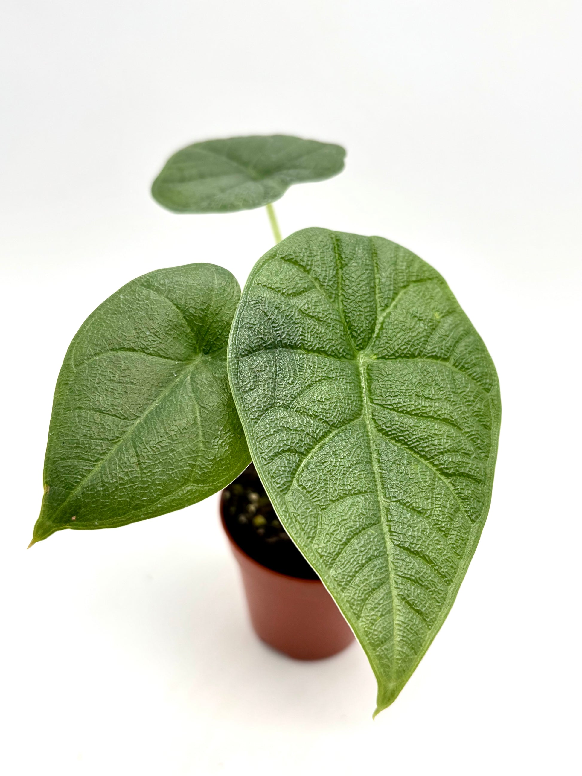 Alocasia Melo