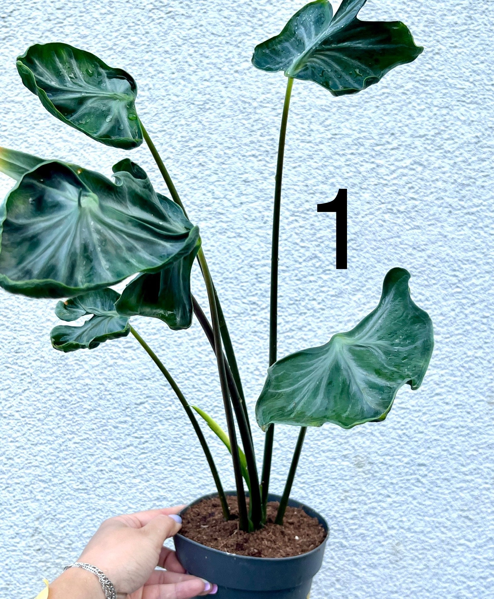 Alocasia Teletubbies