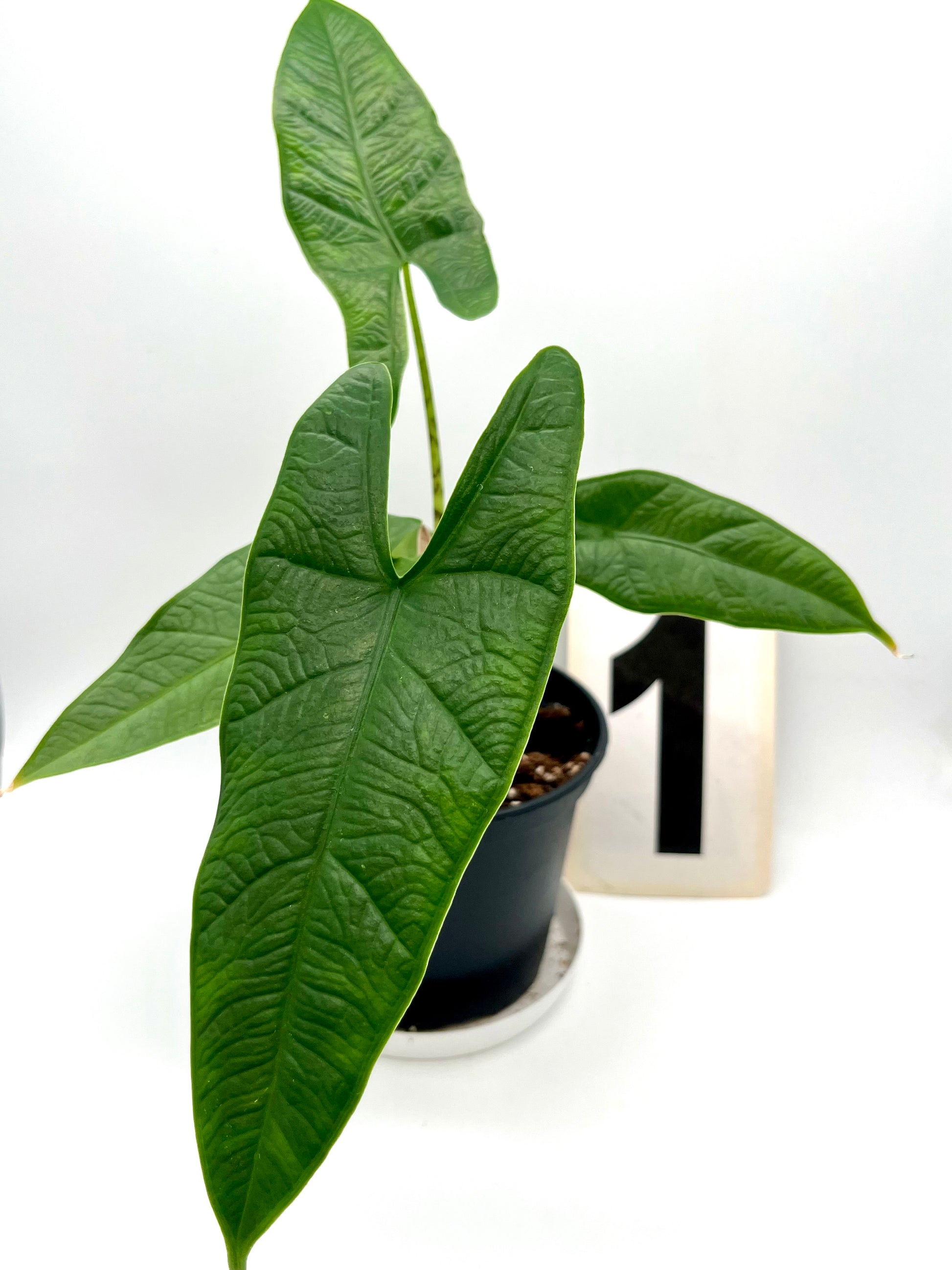 Alocasia Carpet sp Sulawesi