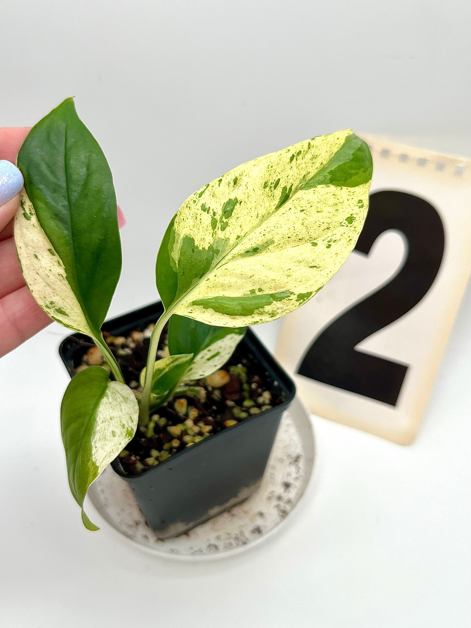 Epipremnum Pinnatum Marble Variegata
