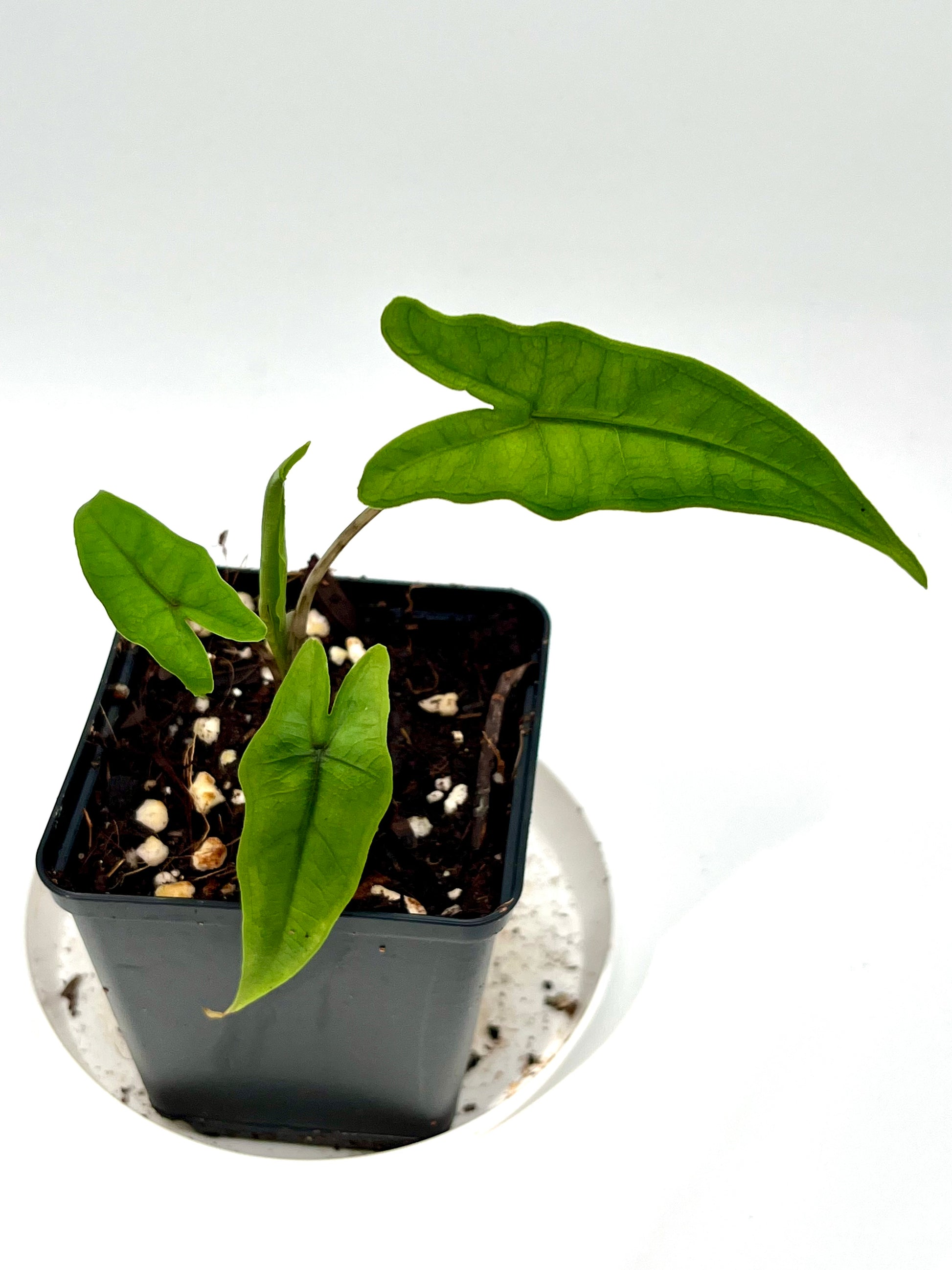 Alocasia Sabrina