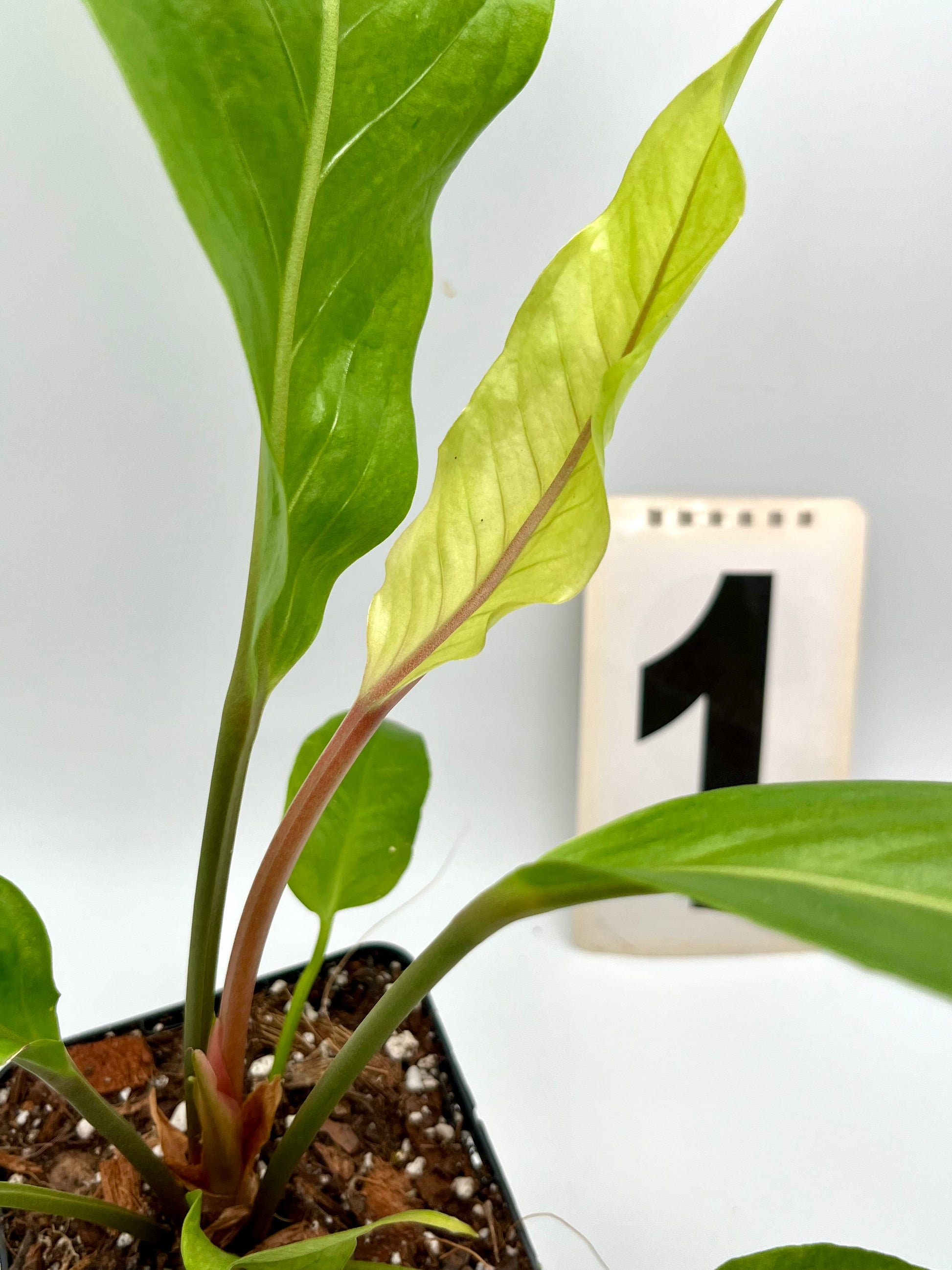 Anthurium Hookeri Variegata