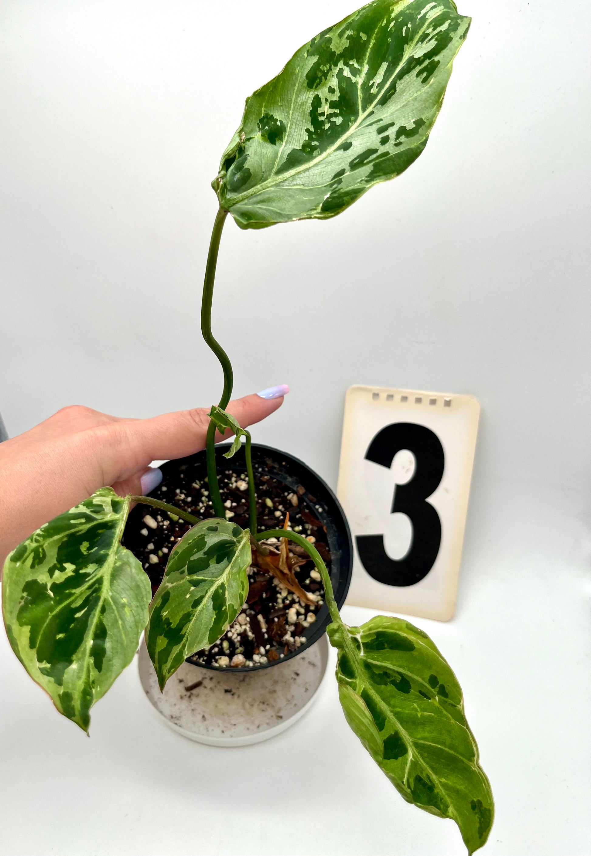 Philodendron Gloriosum Variegata