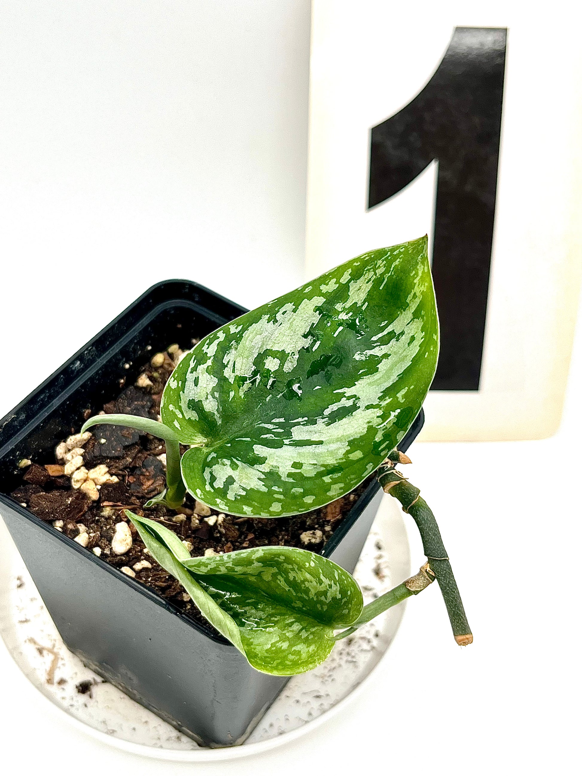 Scindapsus Pictus Tricolor