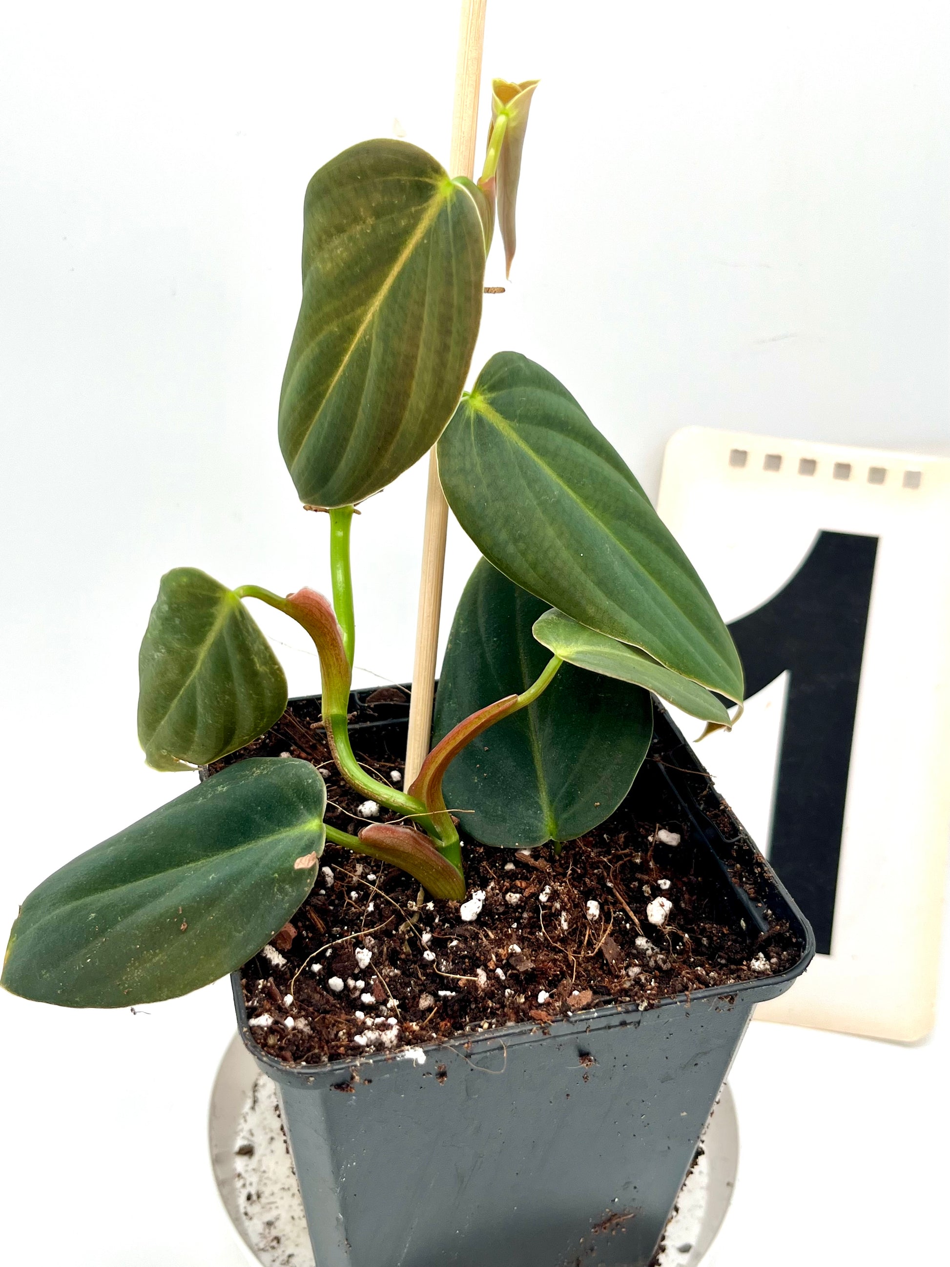 Philodendron Gigas