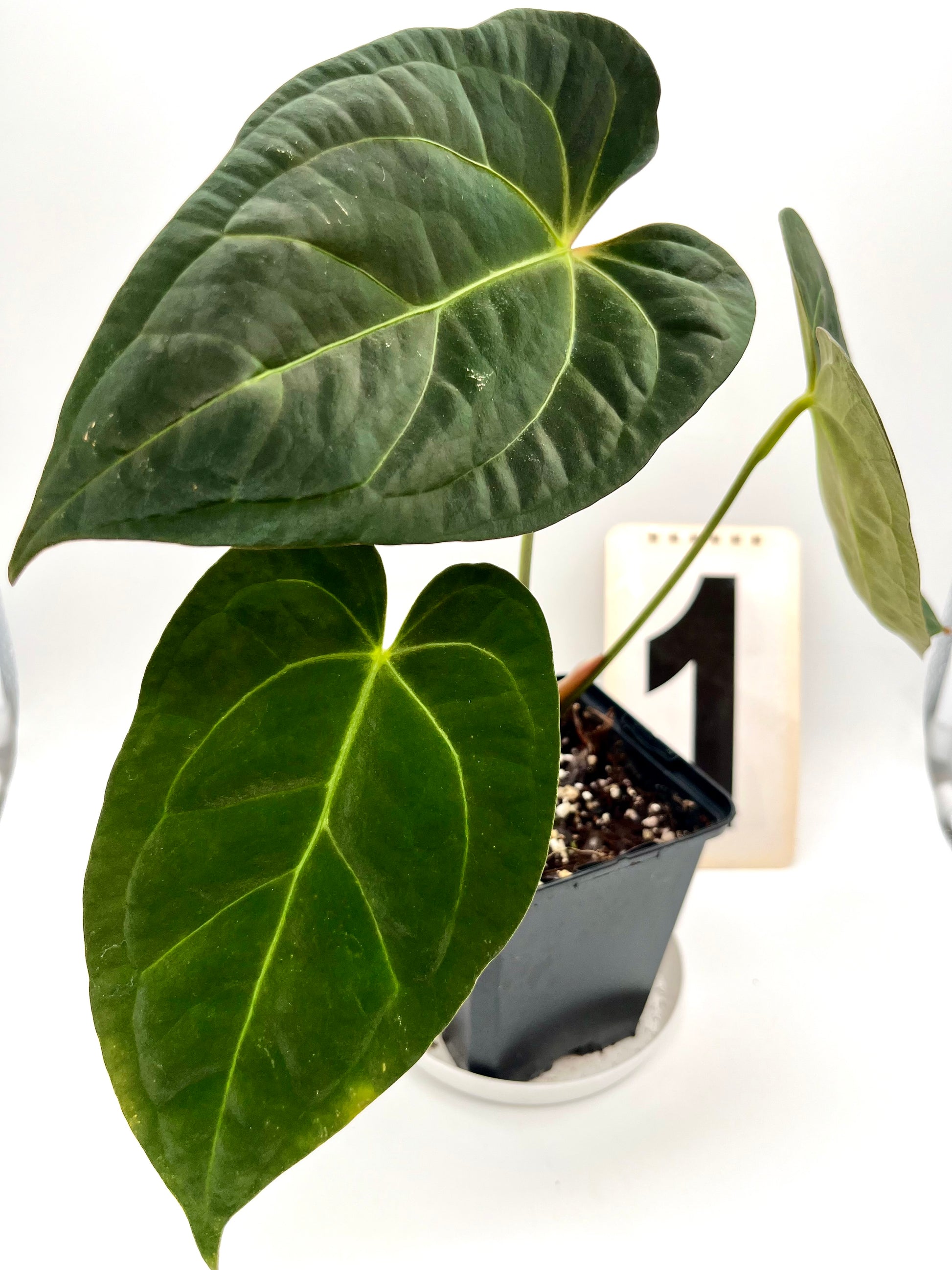 Anthurium Papillilaminum Lago Gatun