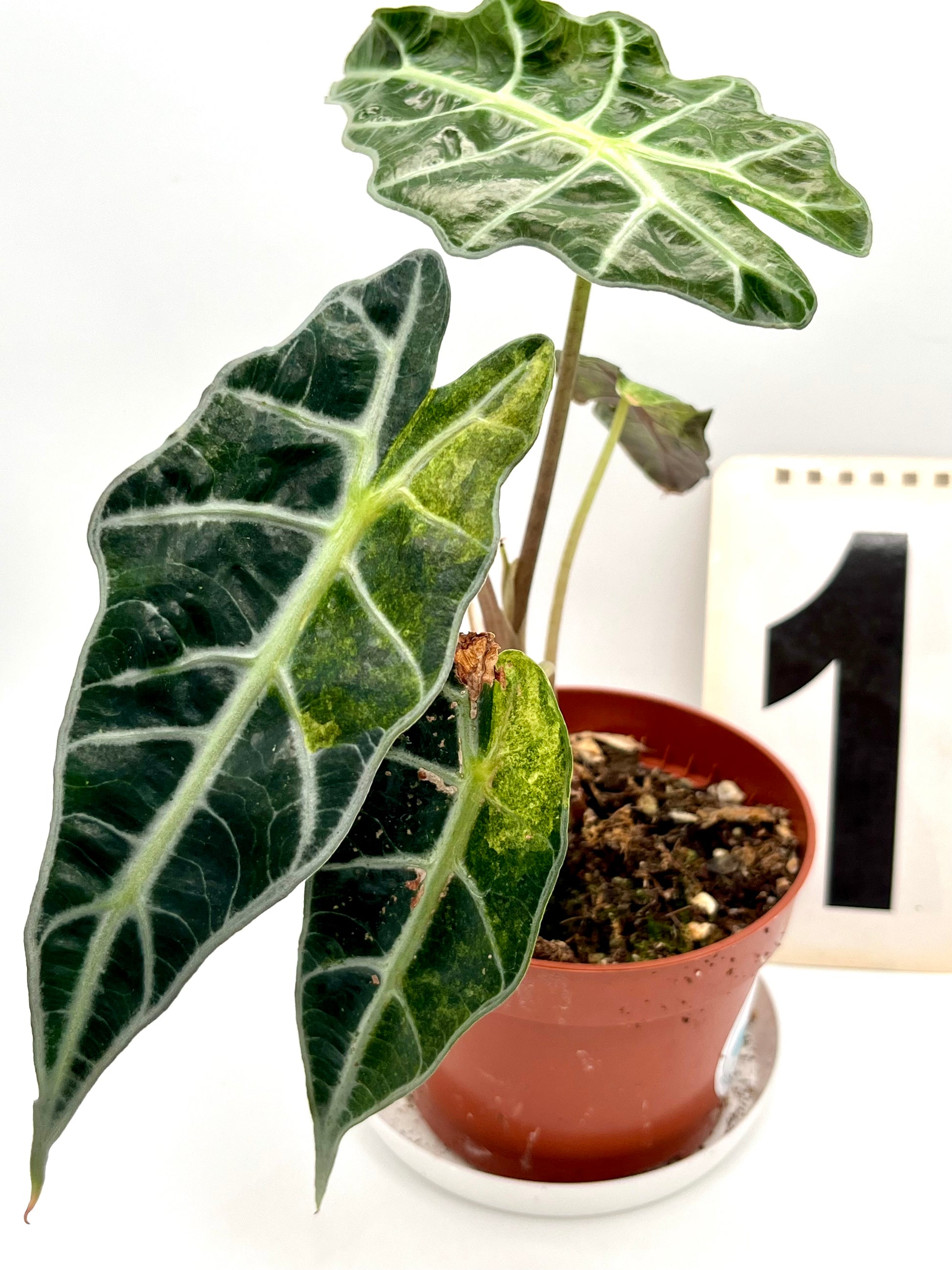 Alocasia Polly Aurea Variegata