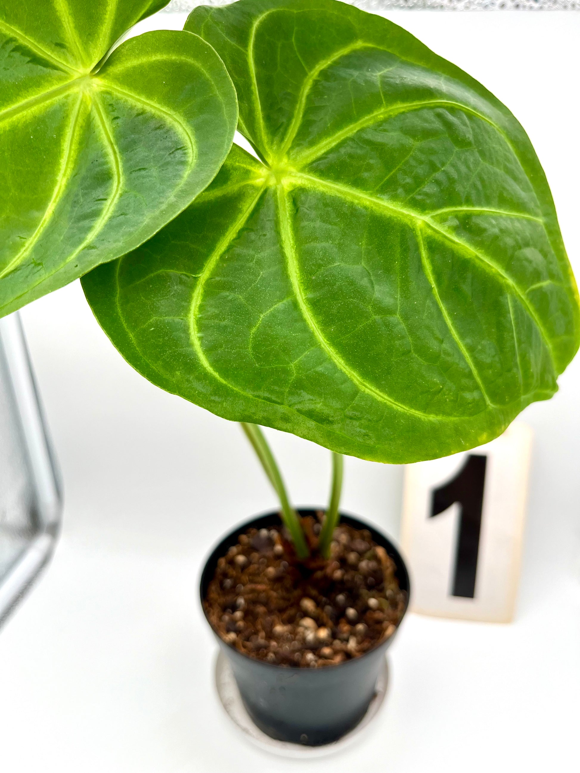Anthurium Papillilaminum x Magnificum