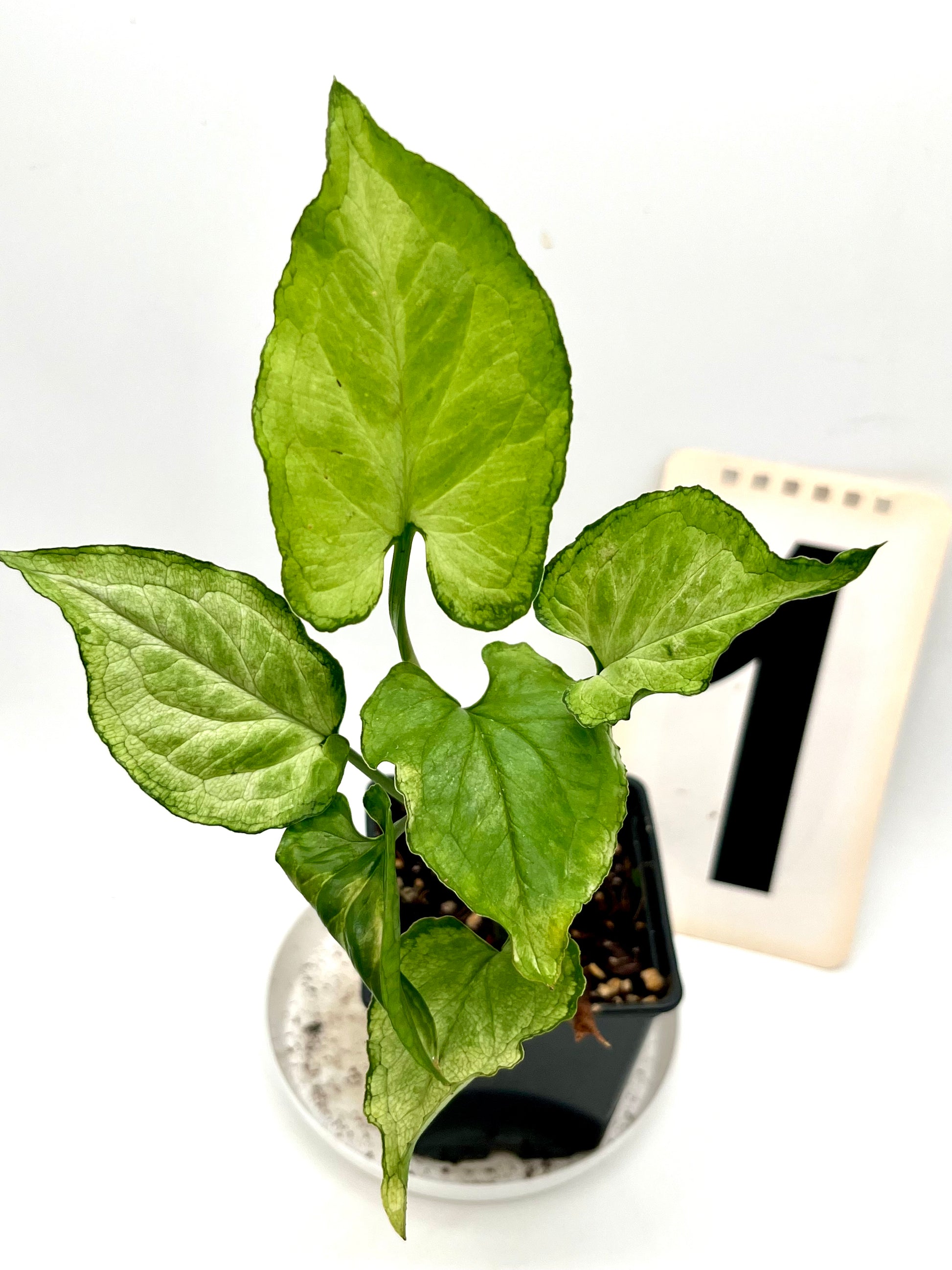 Syngonium Mouse Ears