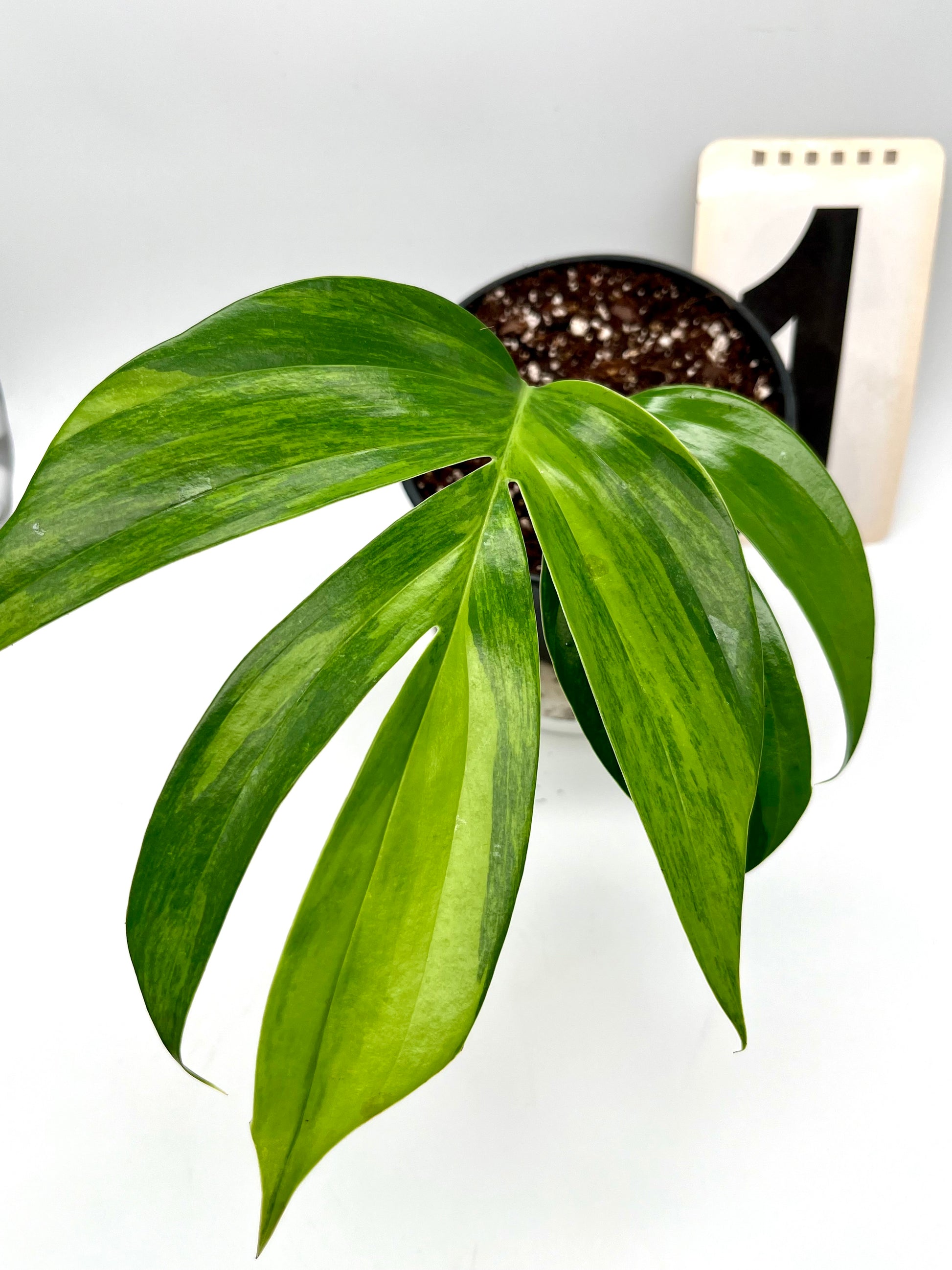 Philodendron Dragon Tail Variegata