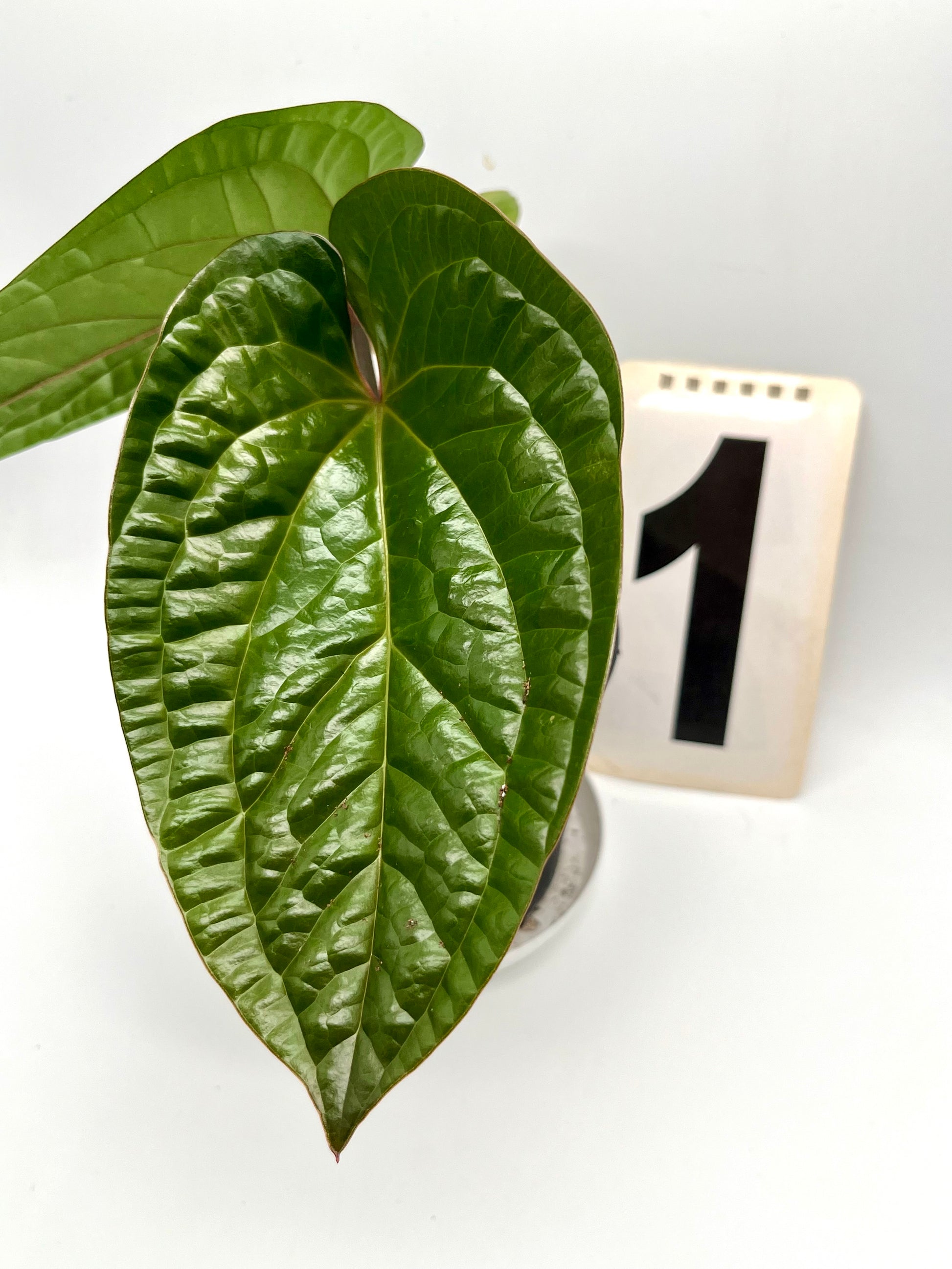 Anthurium Luxurians x Radicans