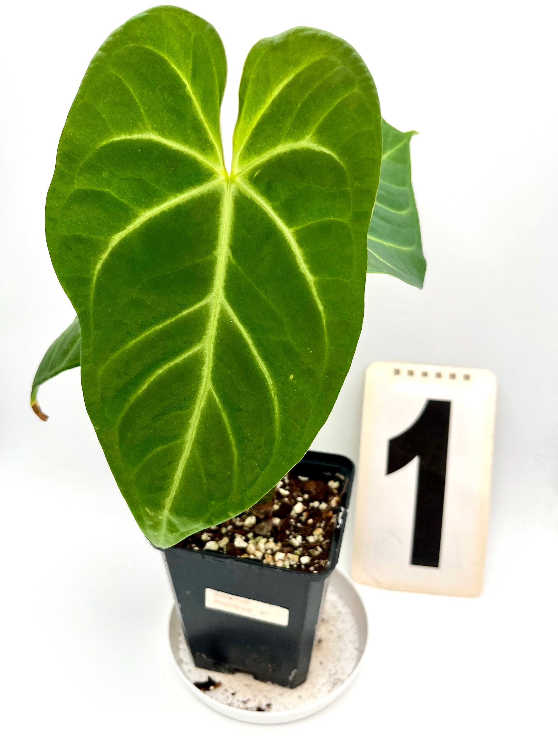 Anthurium Magnificum
