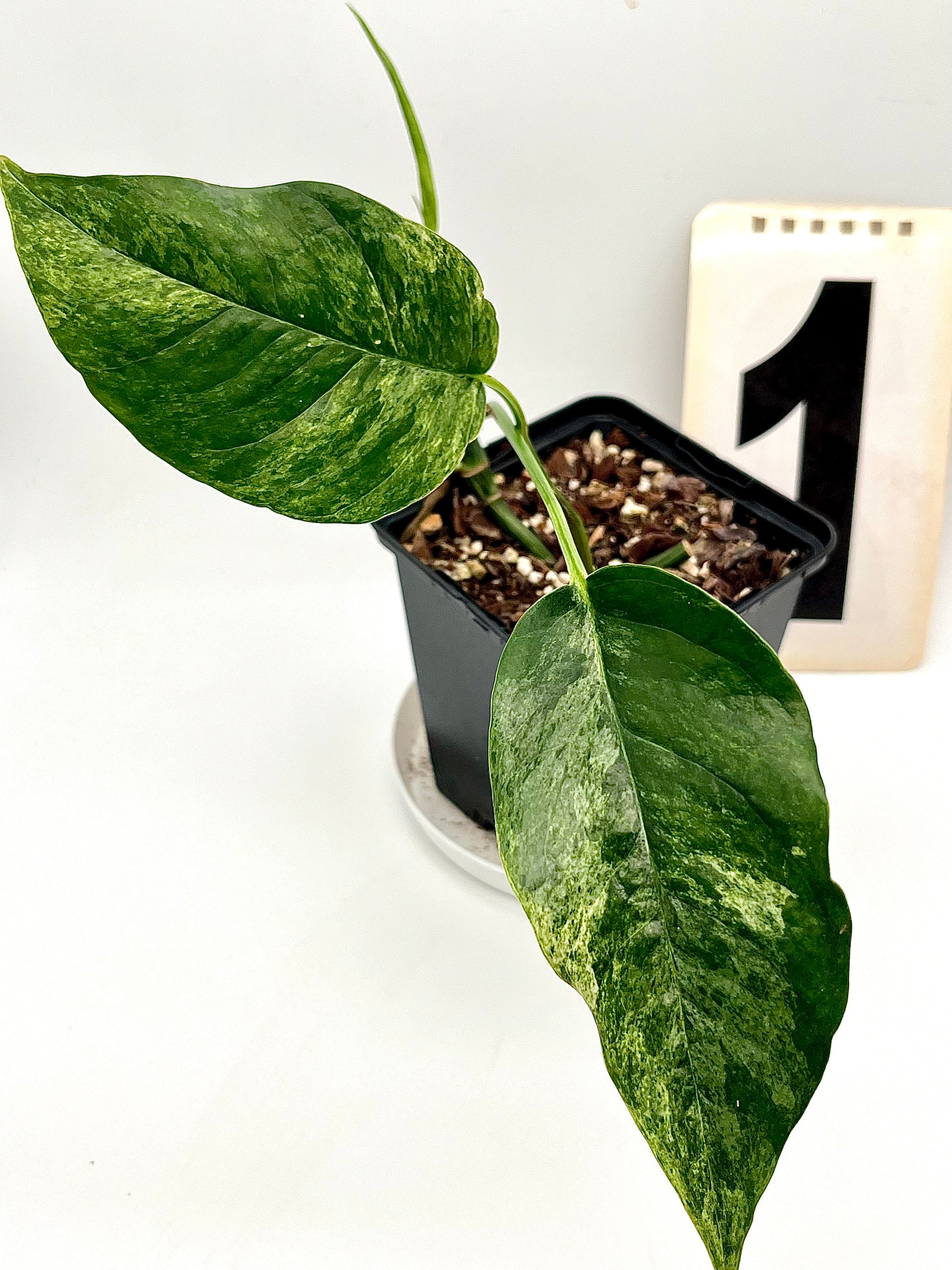 Epipremnum Pinnatum Mint Variegata