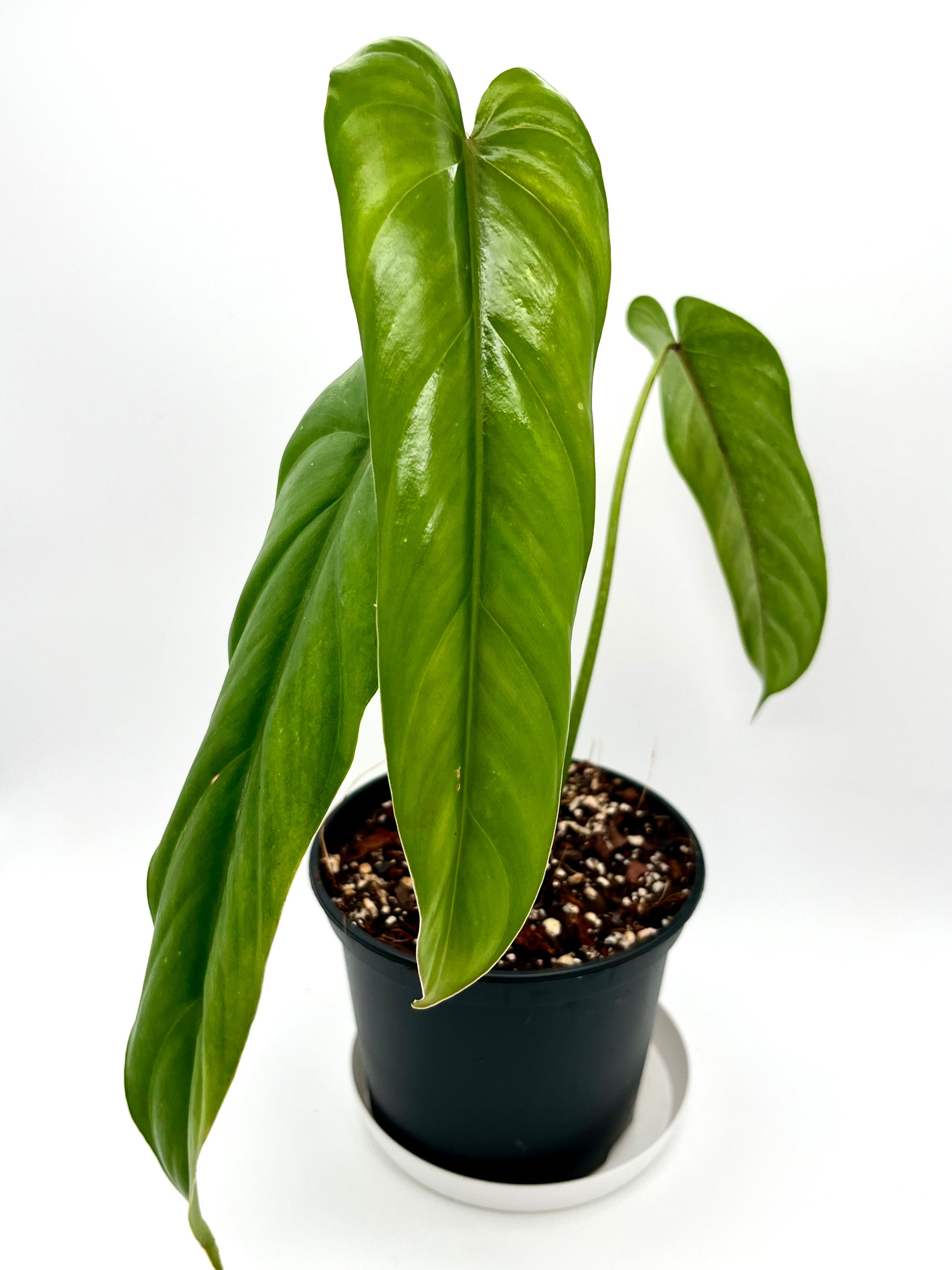 Philodendron Dolichogynium