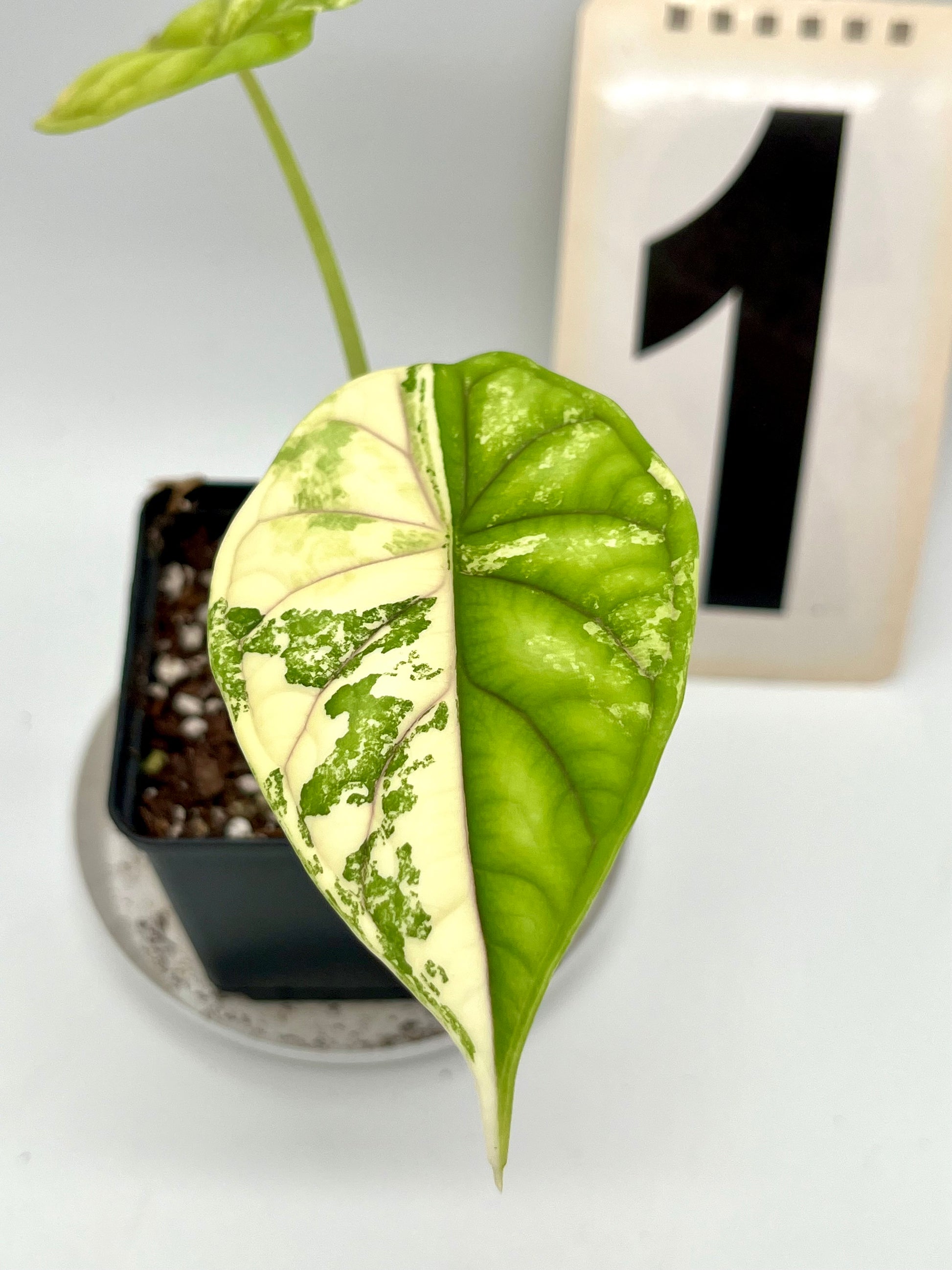 Alocasia Dragon Scale Variegata