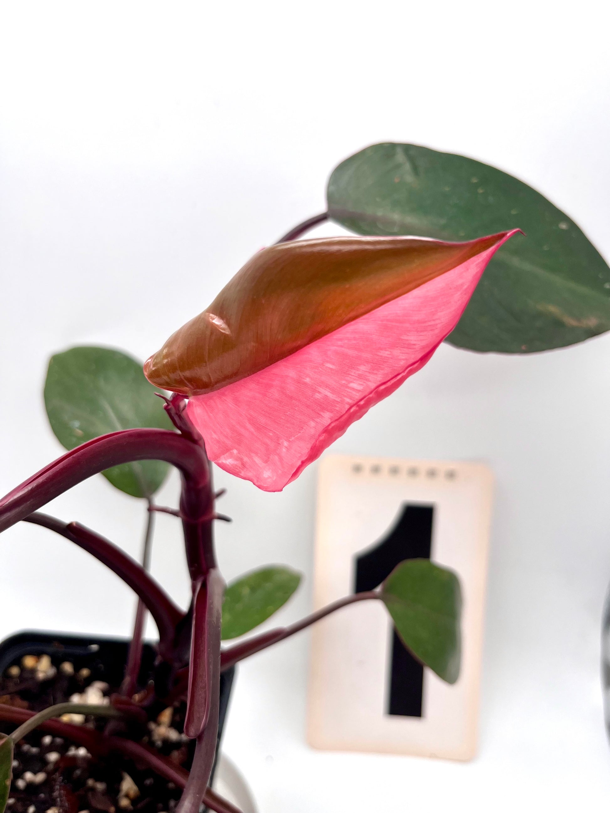 Philodendron Pink Princess