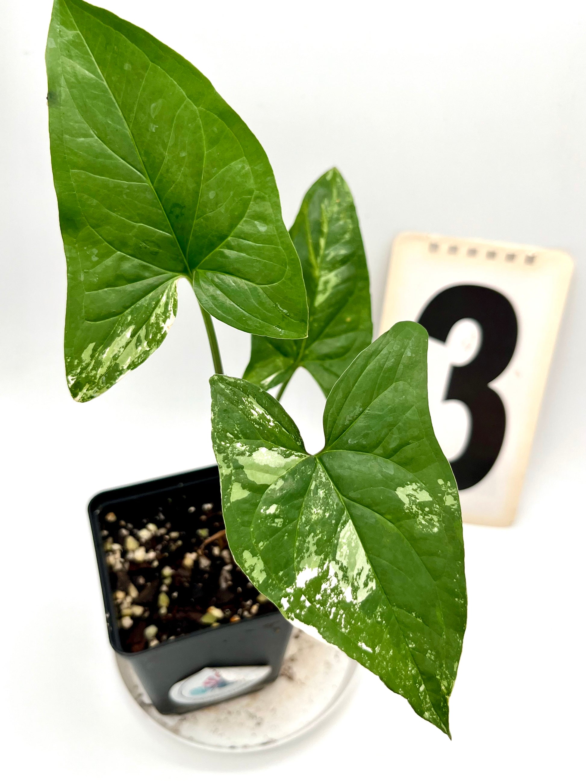 Syngonium Albo Variegata