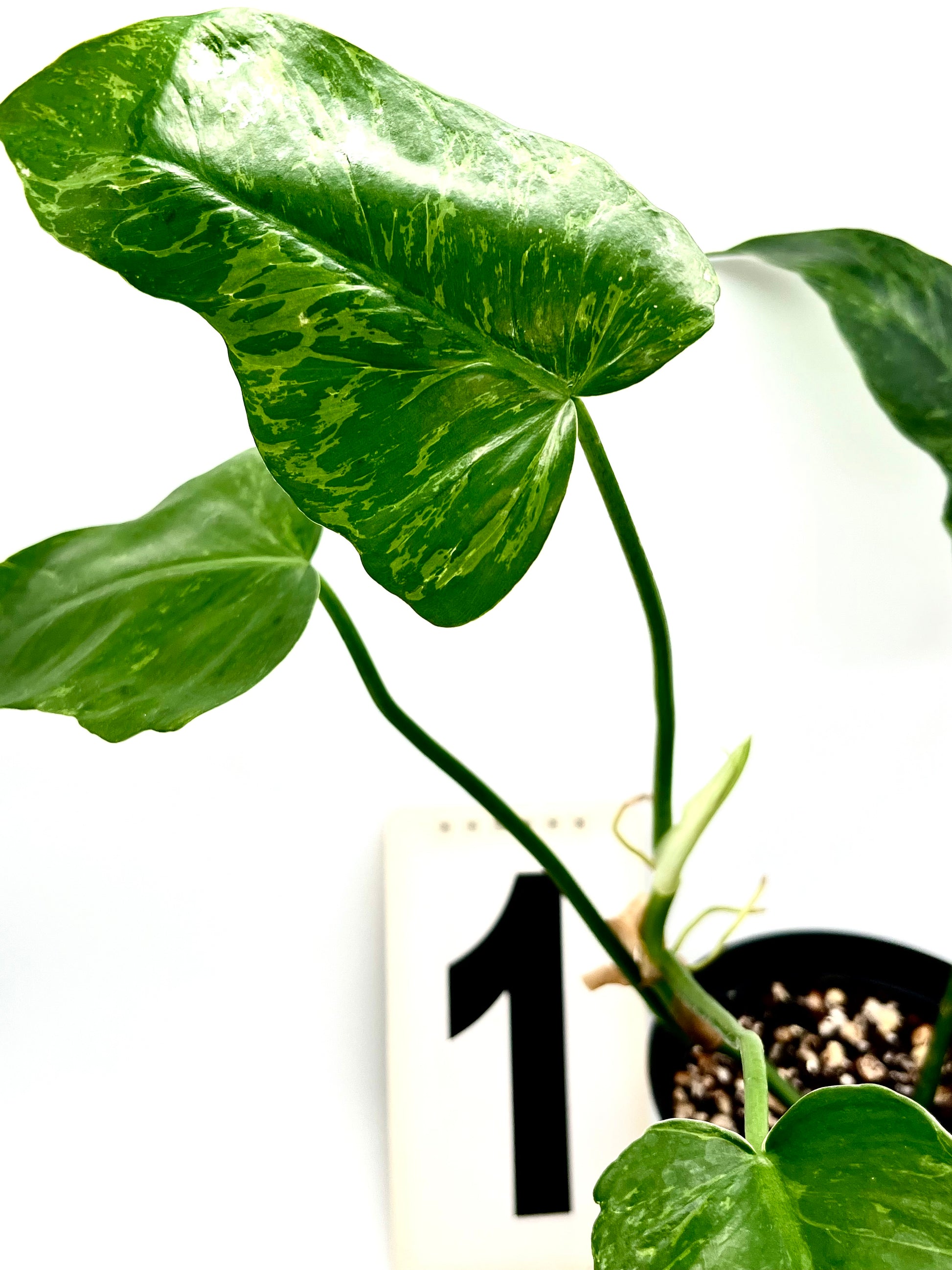 Philodendron Golden Dragon Lime Fiddle