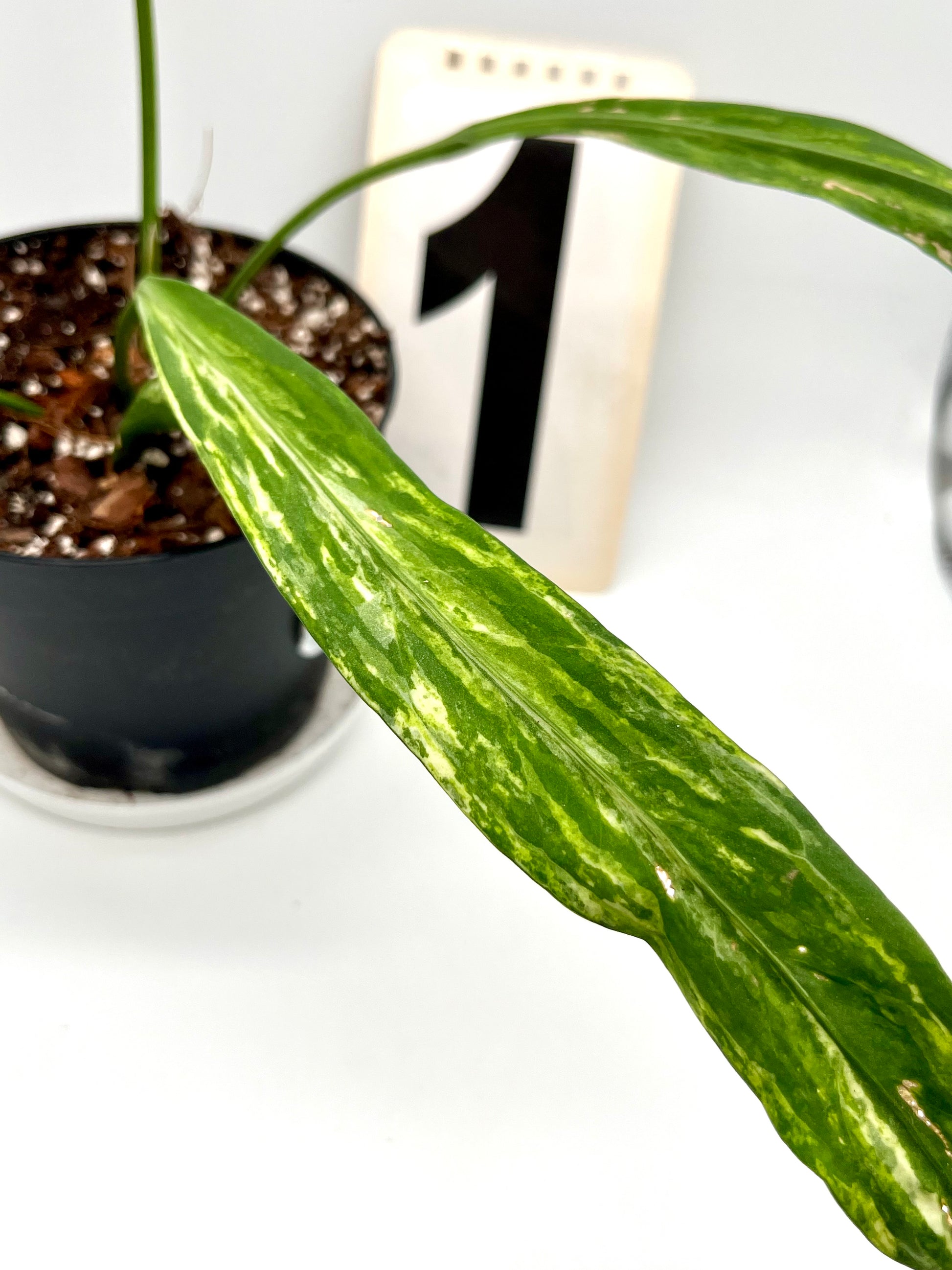Anthurium Vittarifolium Variegata