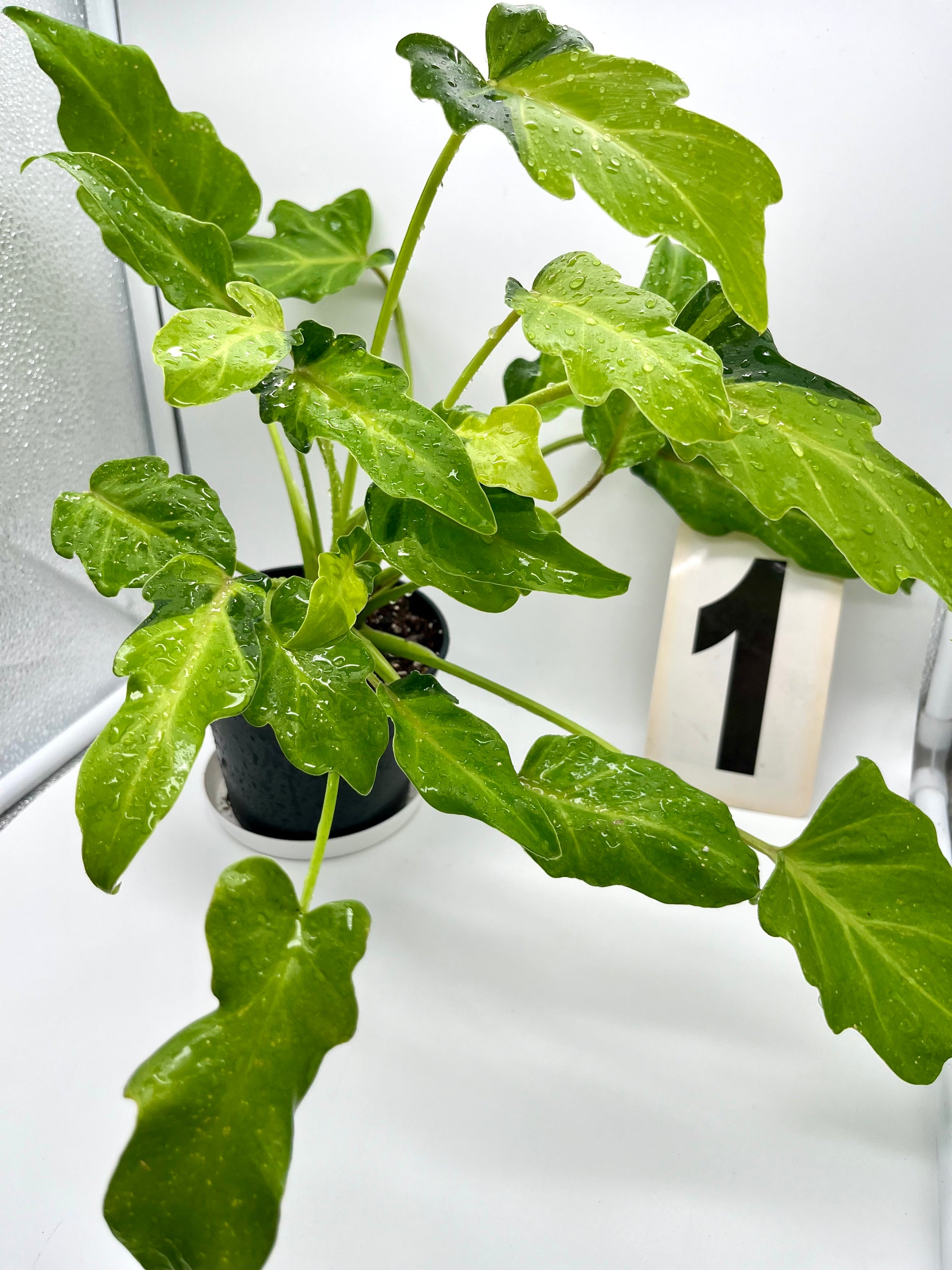 Philodendron Xanadu Dwarf Variegata