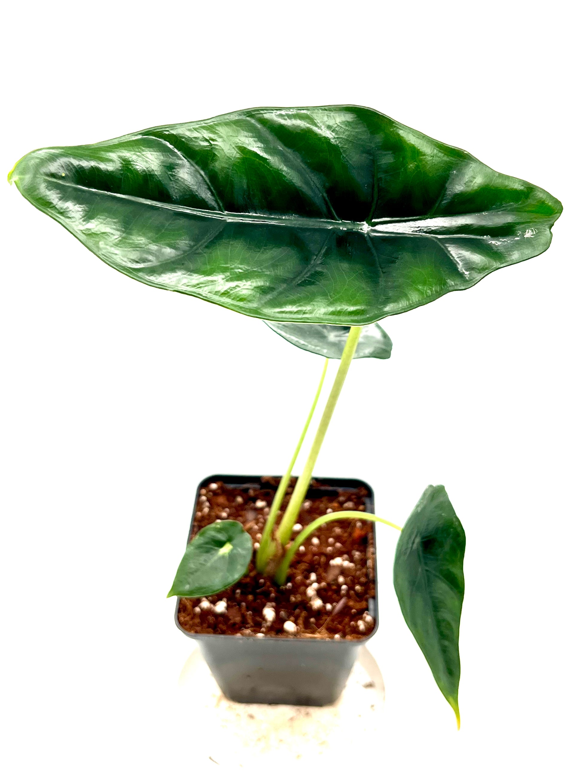 Alocasia Venusta