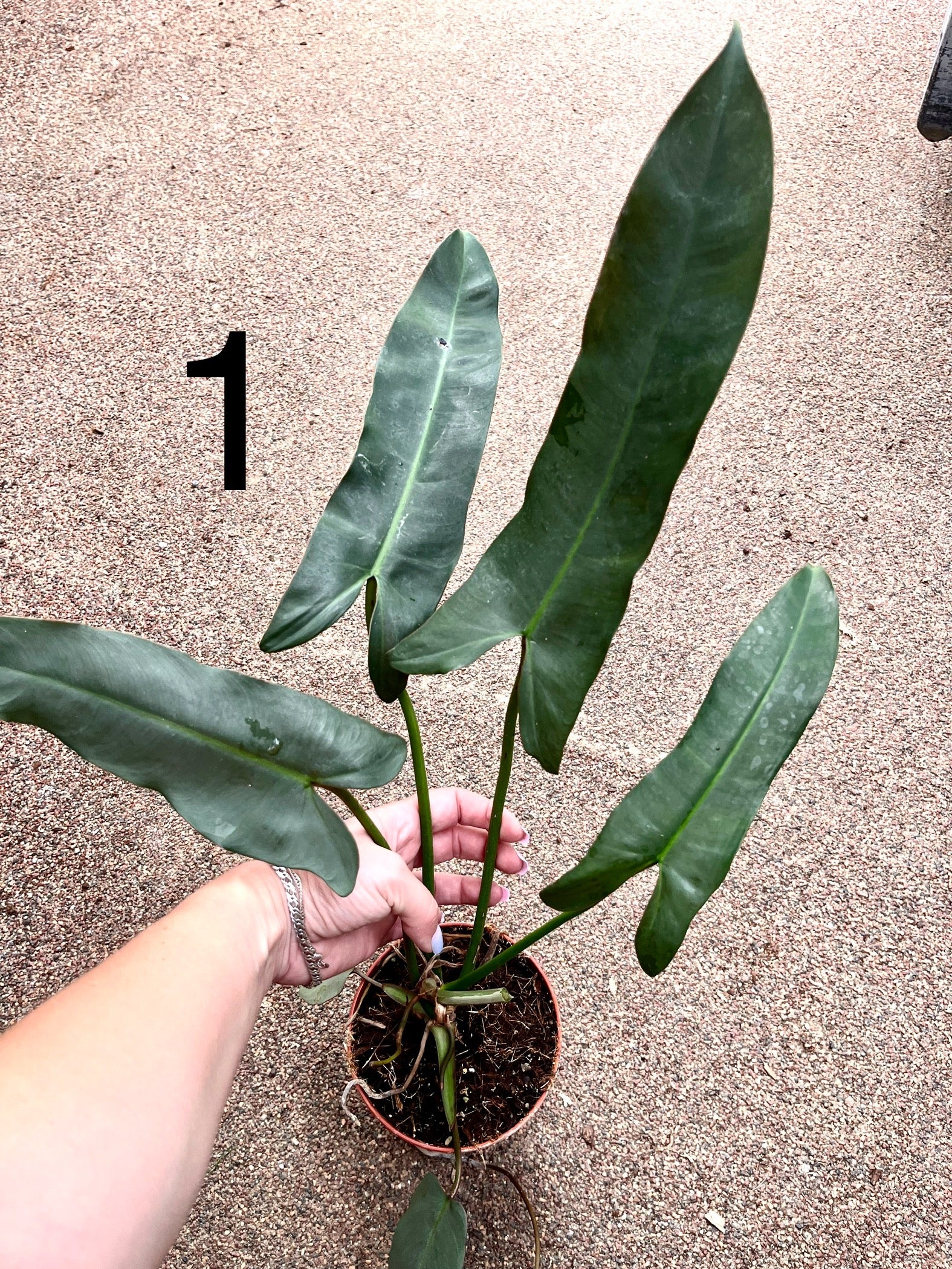 Philodendron Atabapoense
