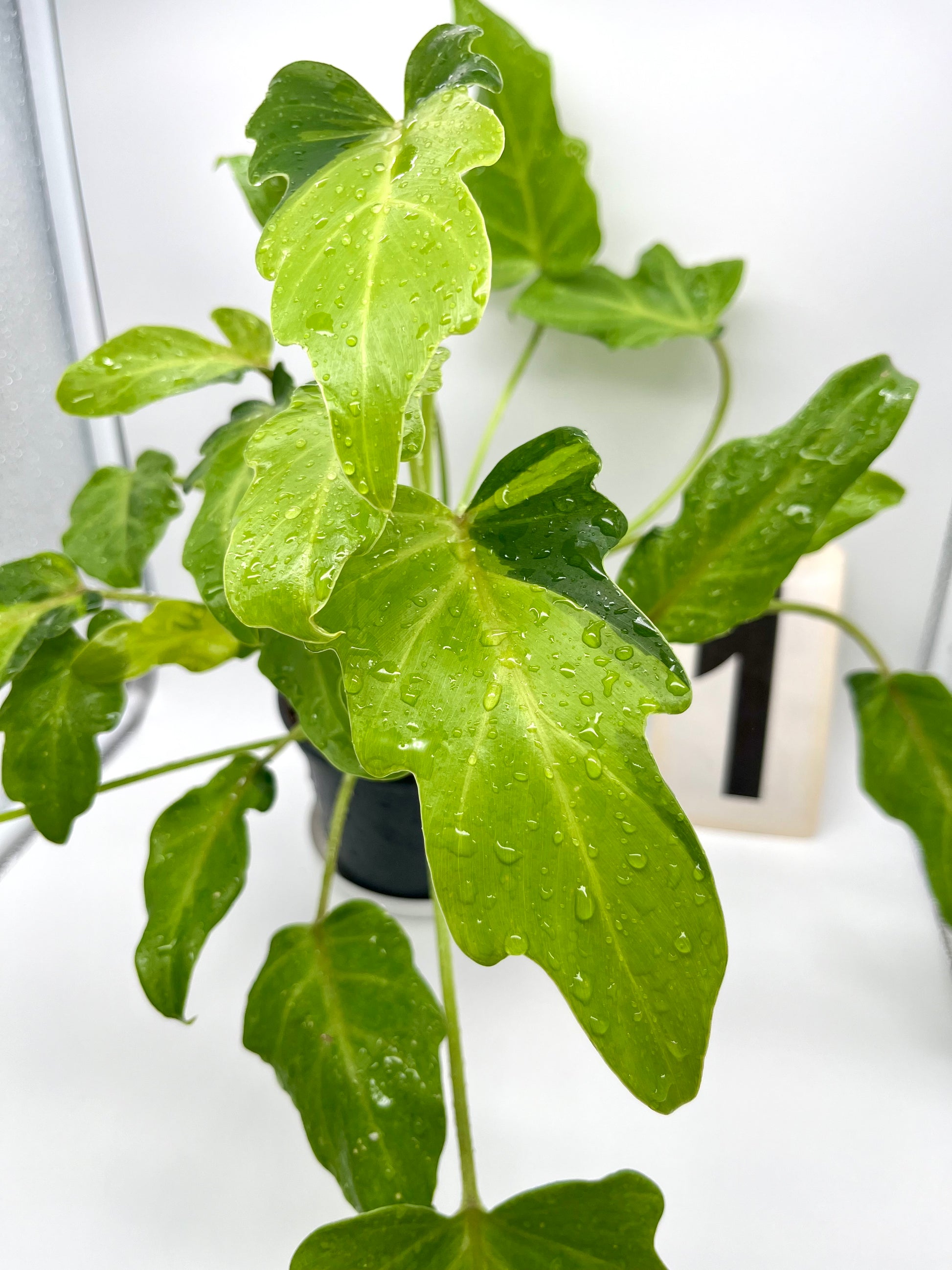 Philodendron Xanadu Dwarf Variegata
