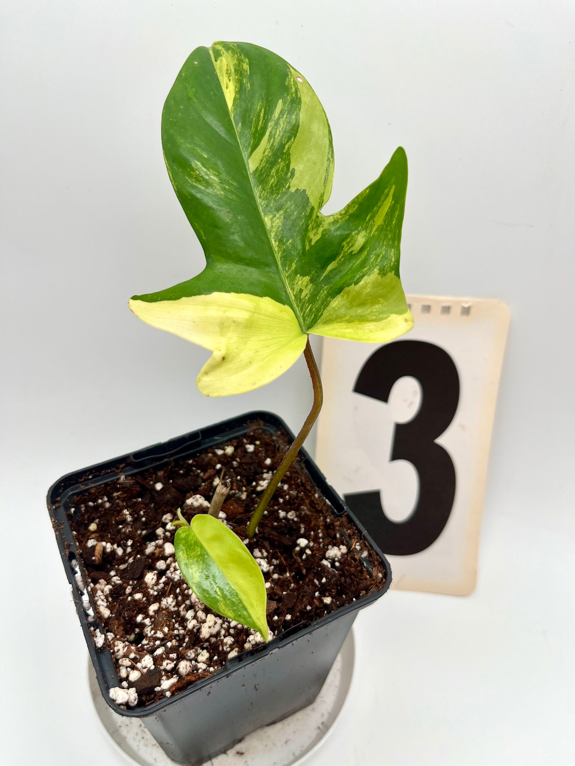Philodendron Florida Beauty