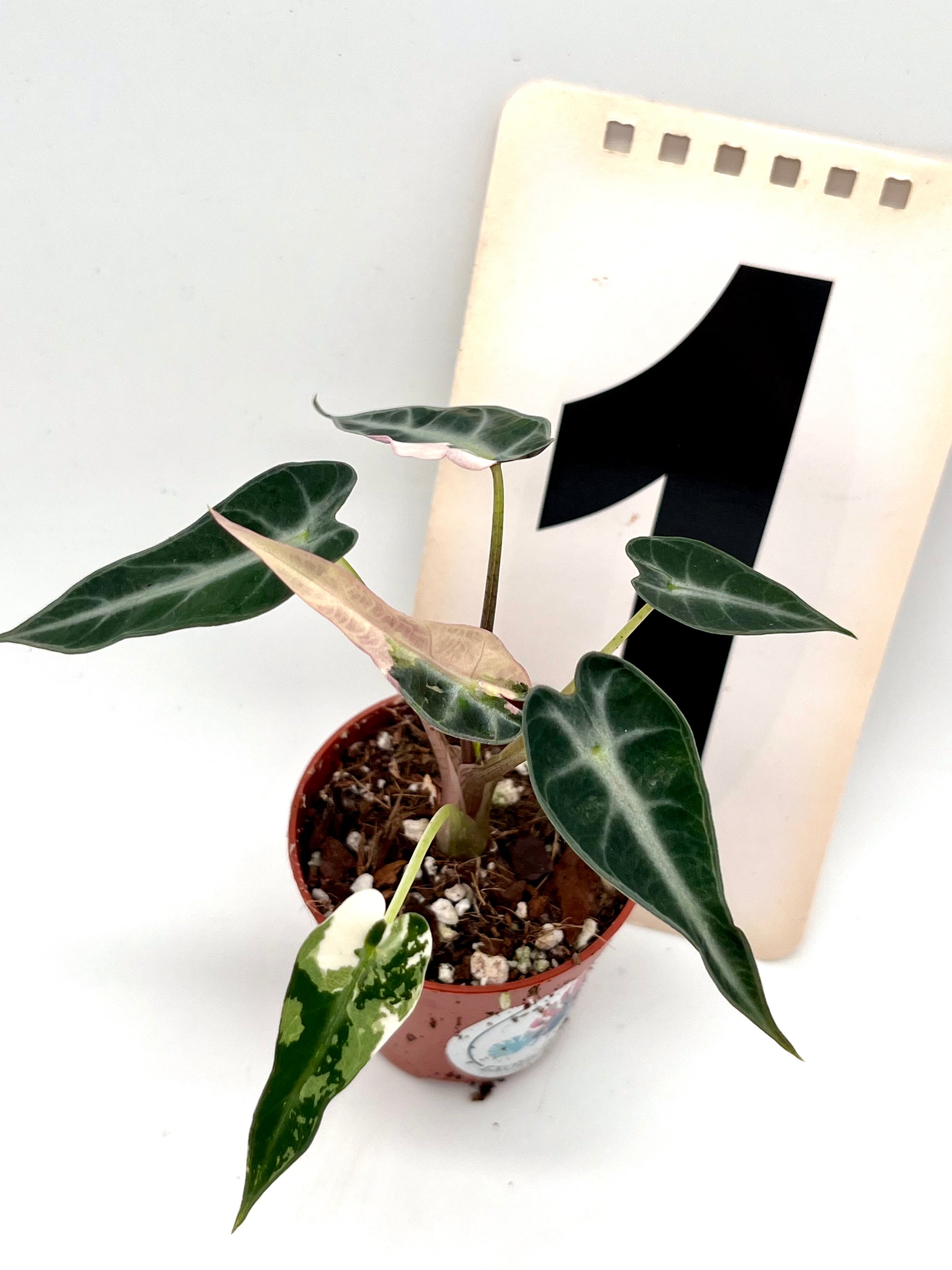 Alocasia Bambino Variegata