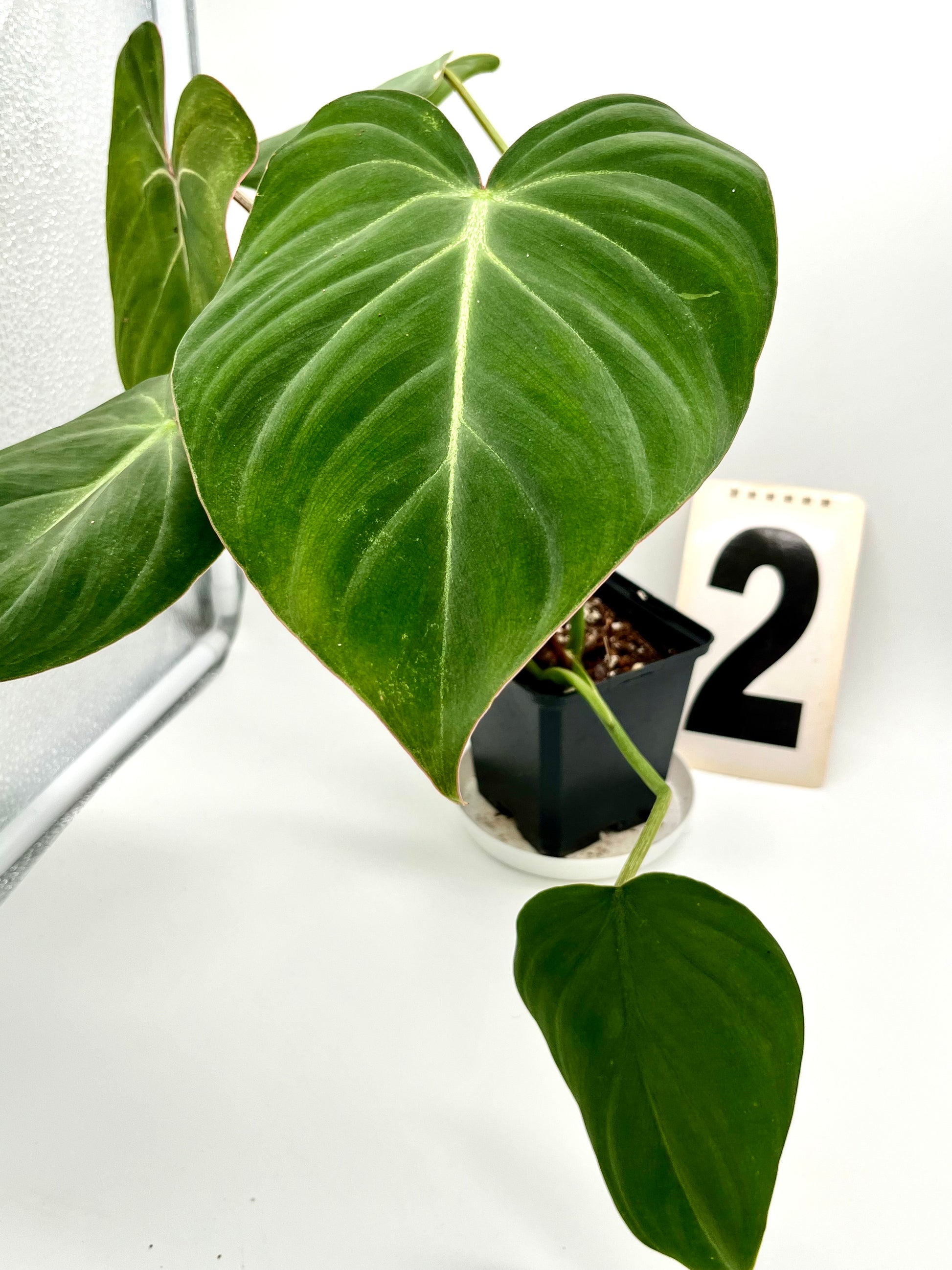 Philodendron Gloriosum