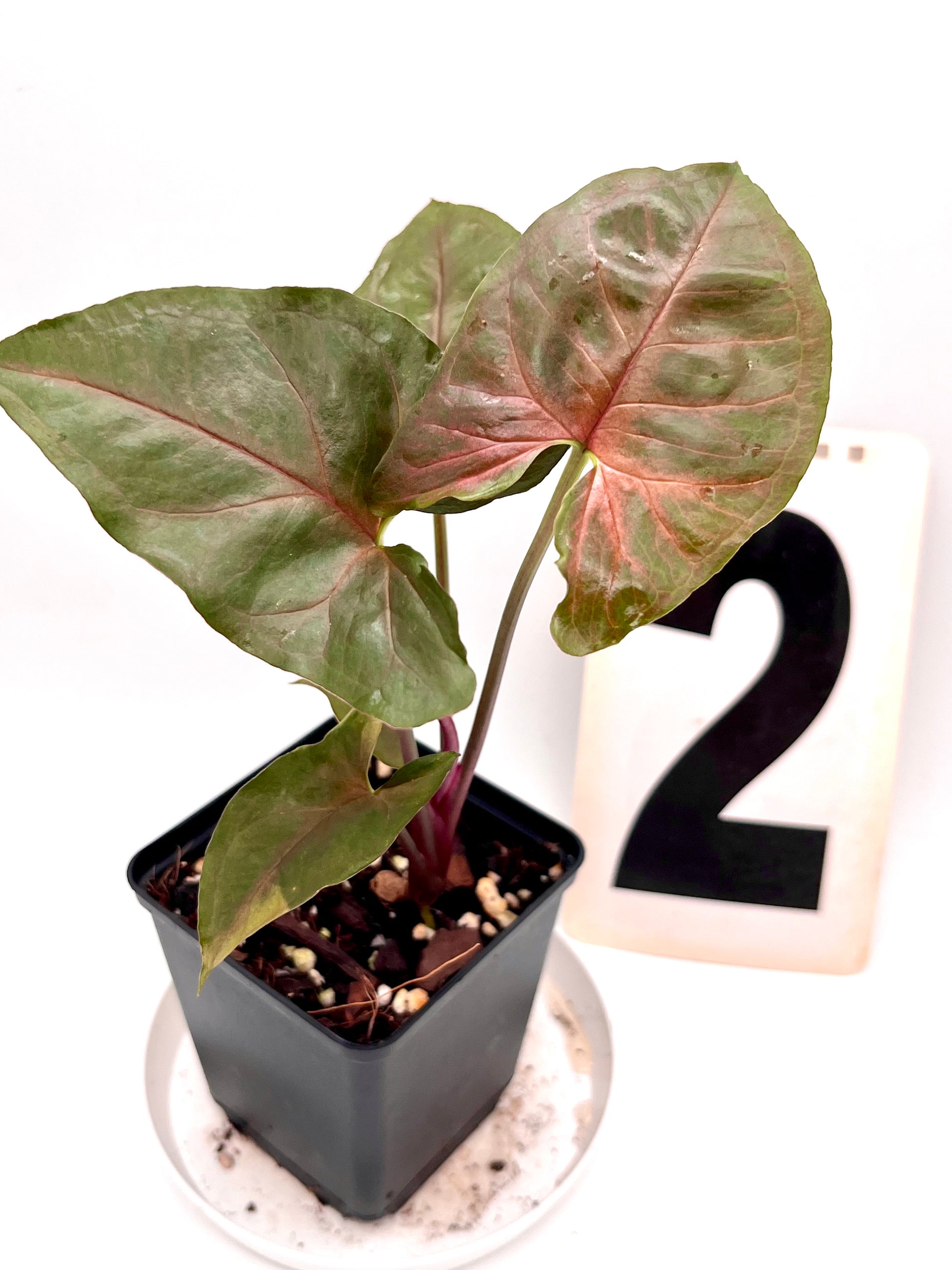 Syngonium Brocante