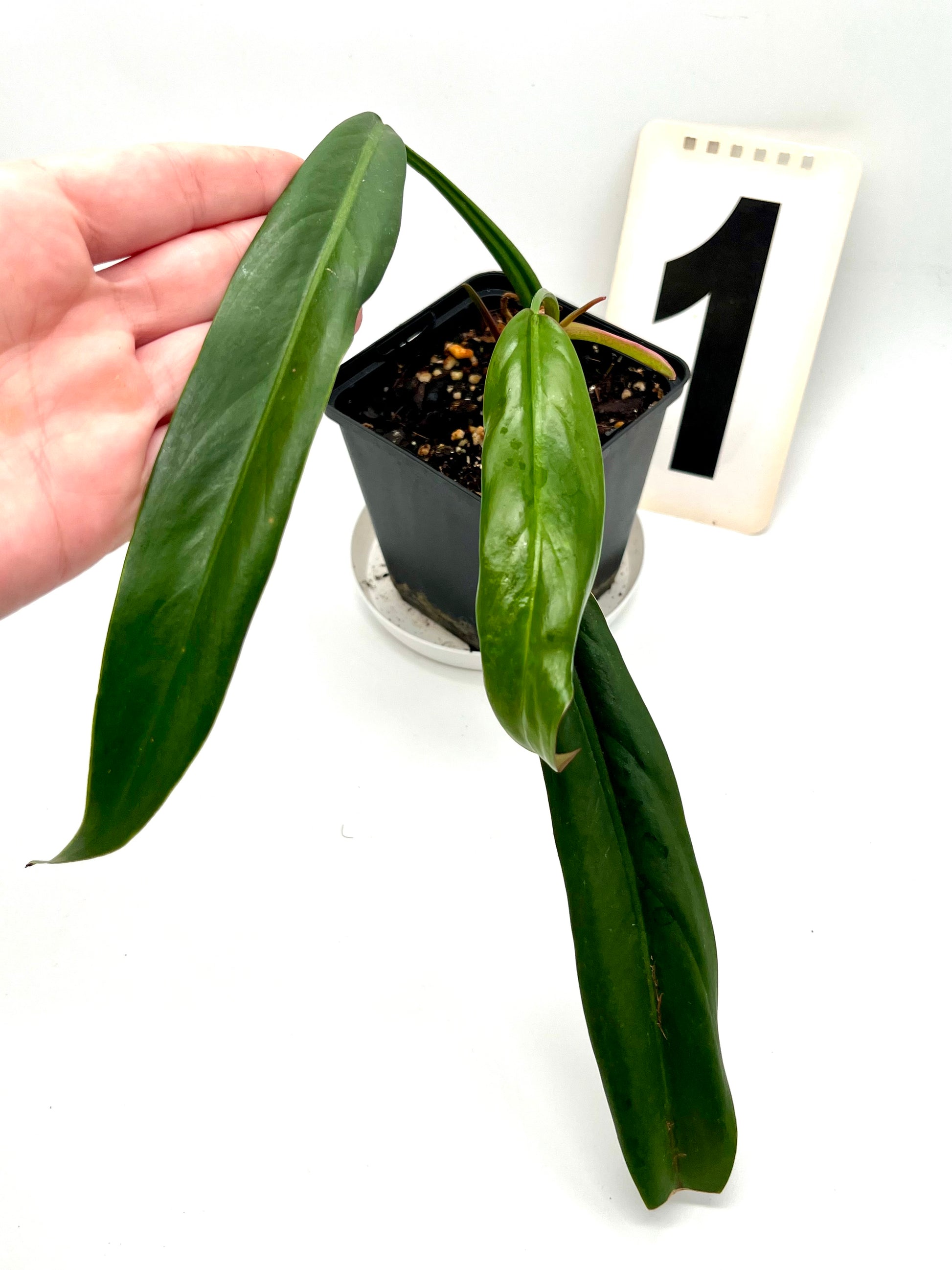 Philodendron Bicolor