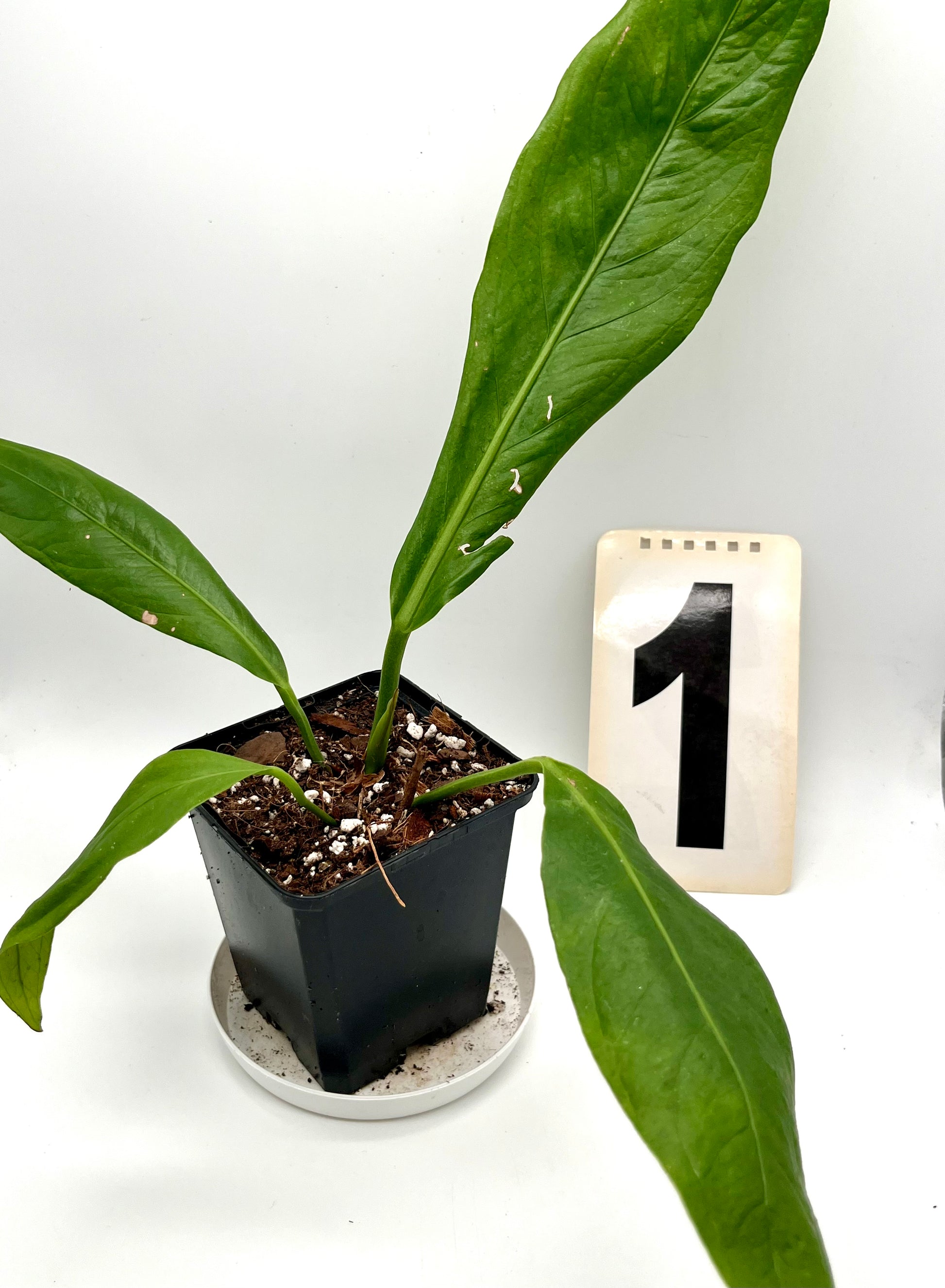 Anthurium Big Bill