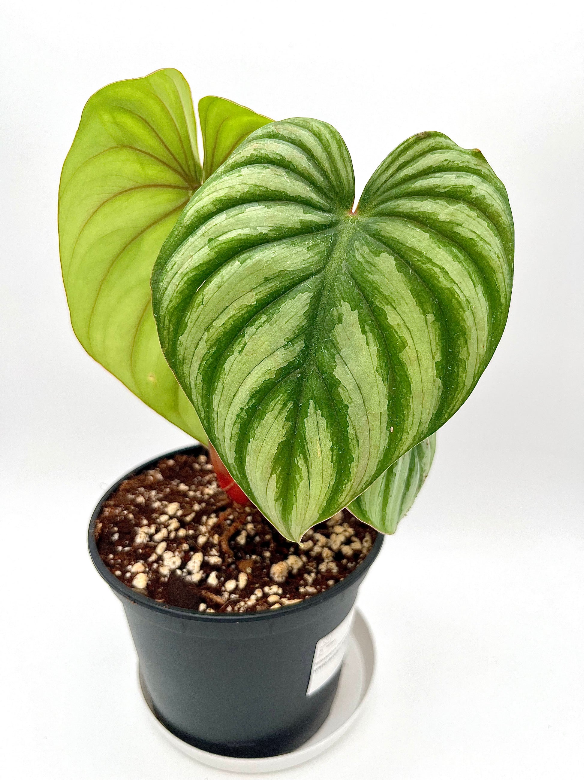Philodendron Plowmanii Watermelon