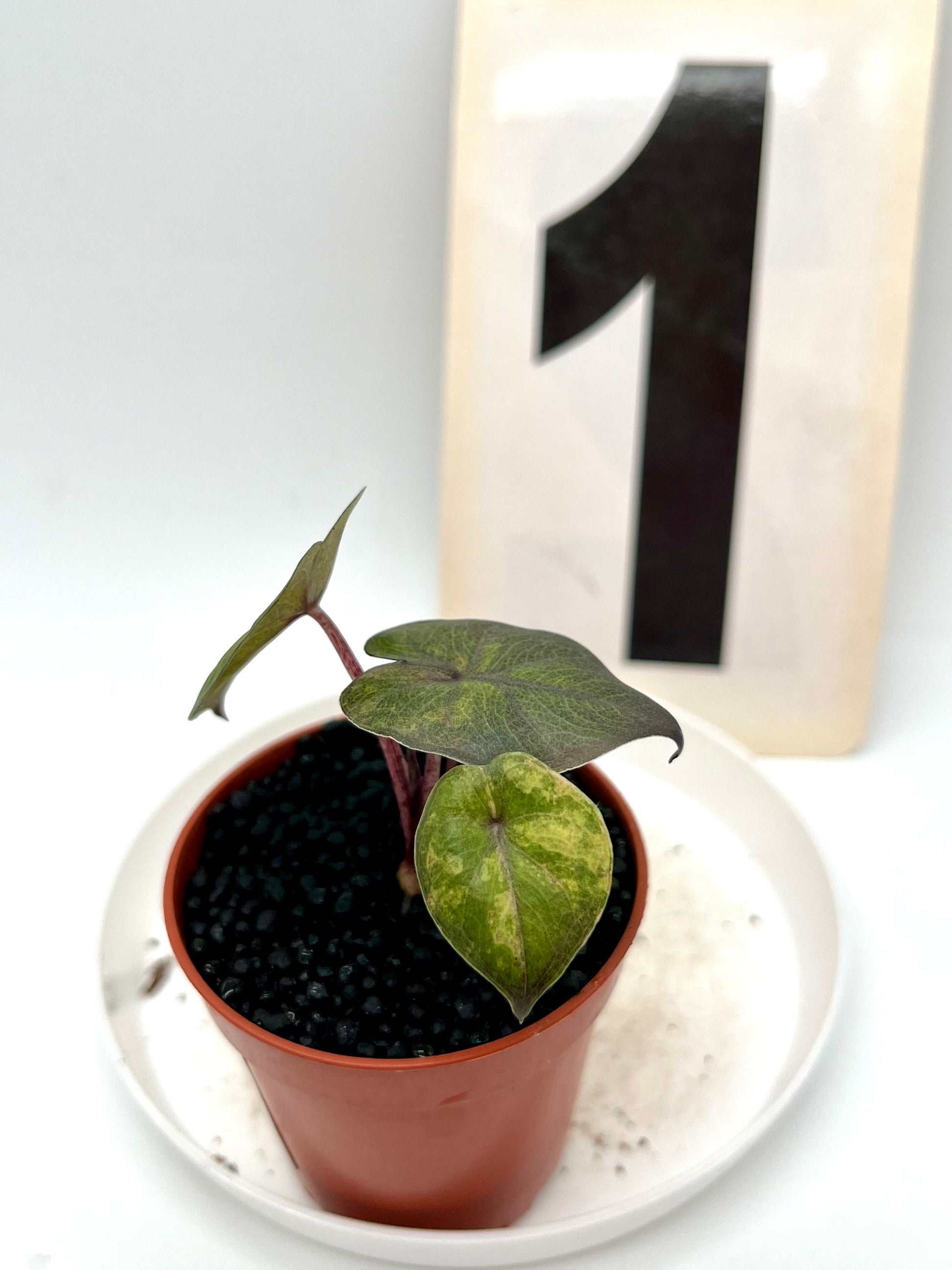 Alocasia Yucatan Princess Variegata