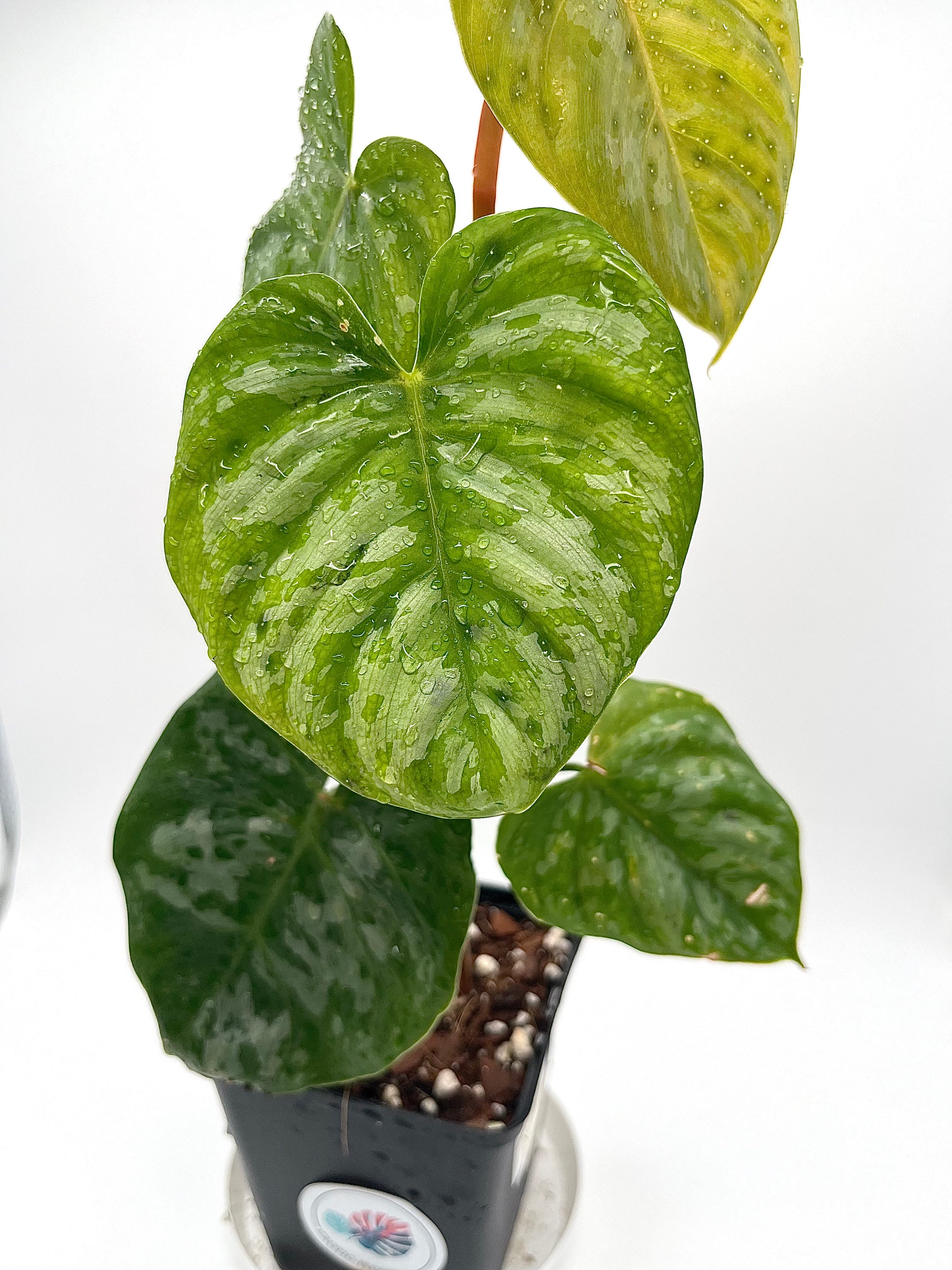 Philodendron Brandtianum (Wild Form)