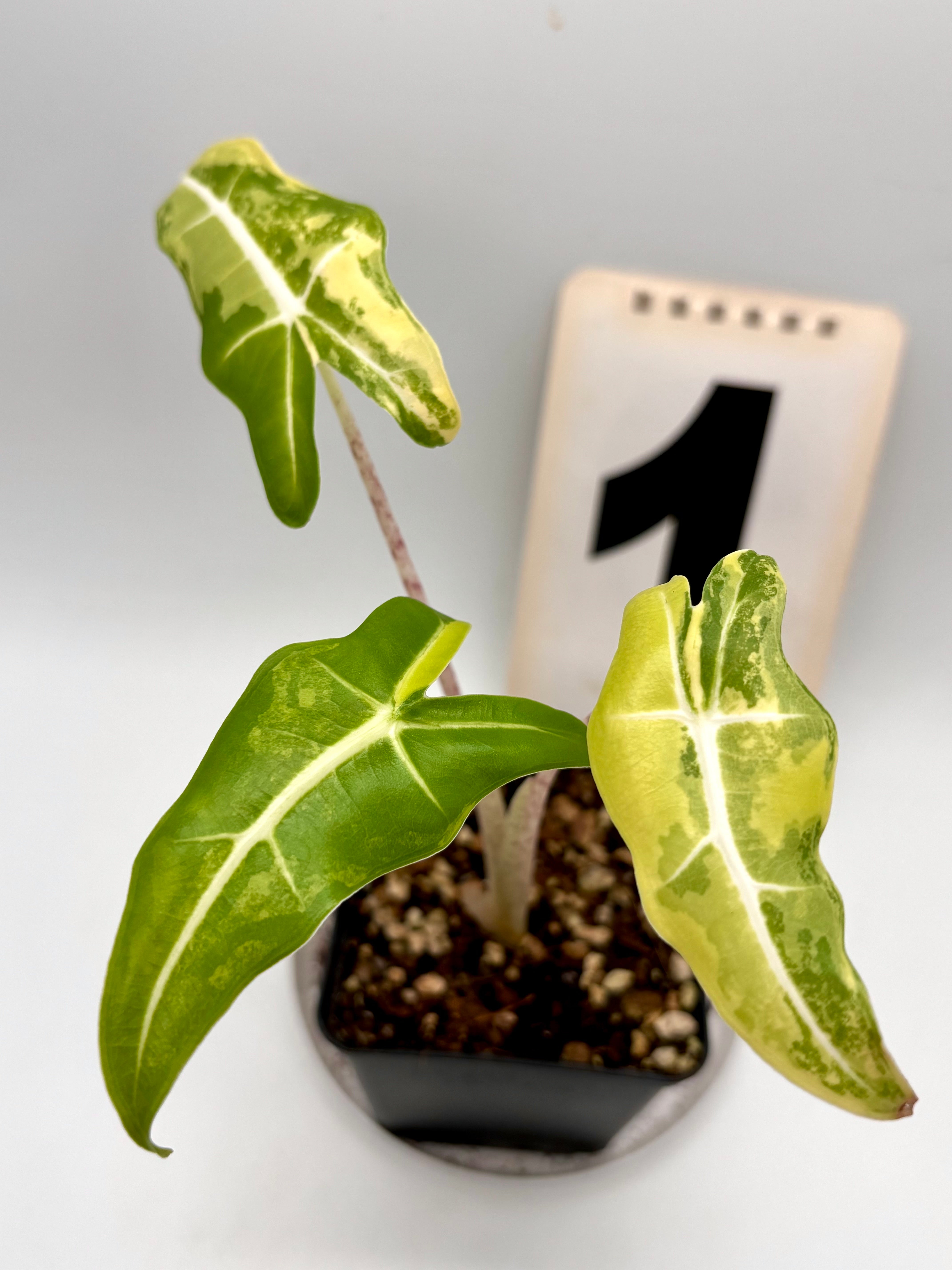 Alocasia Sarian Aurea Variegata Exotic Flowers alocasia-sarian-aurea-variegata-exotic-flowers