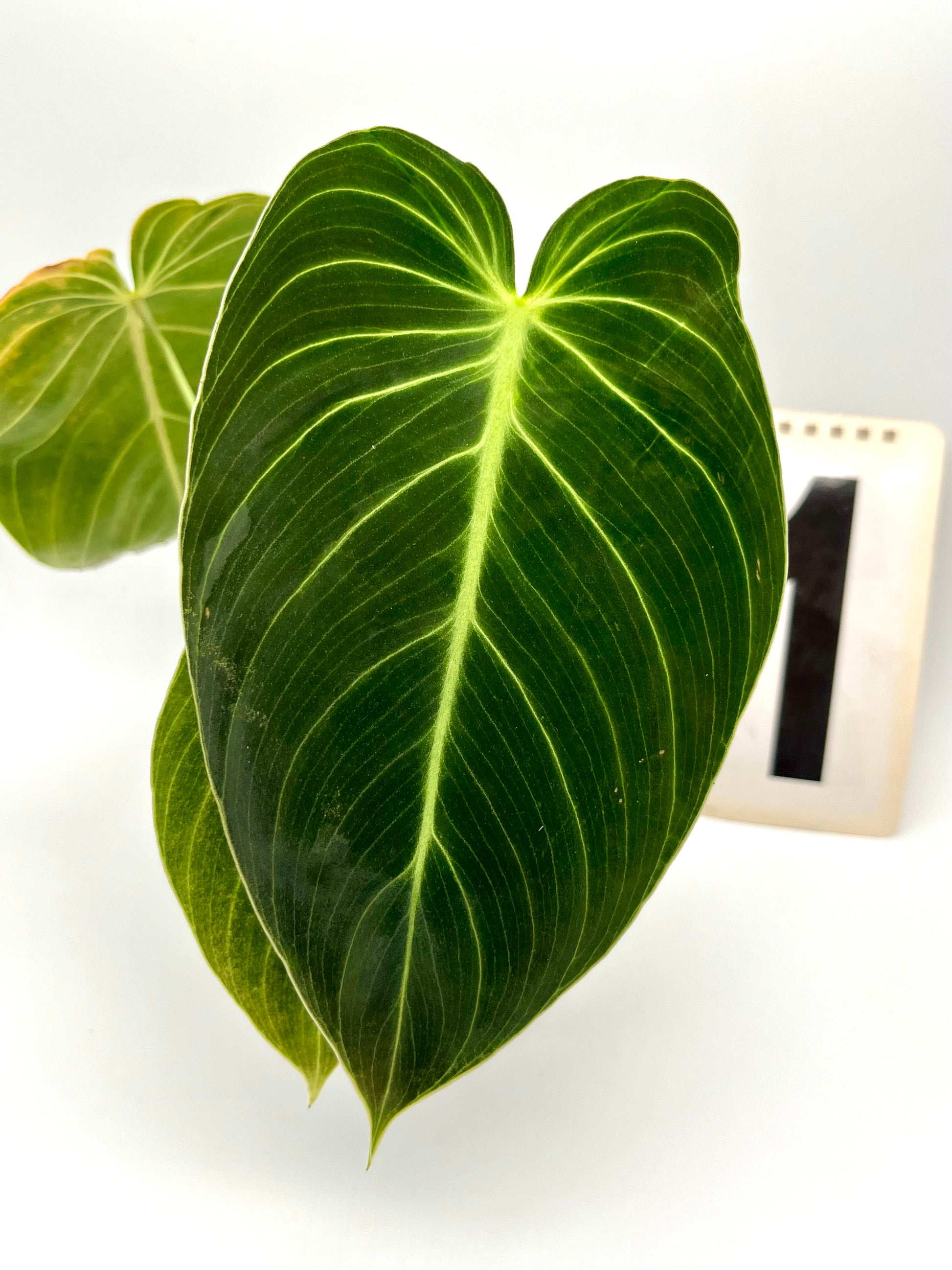 Philodendron Melanochrysum