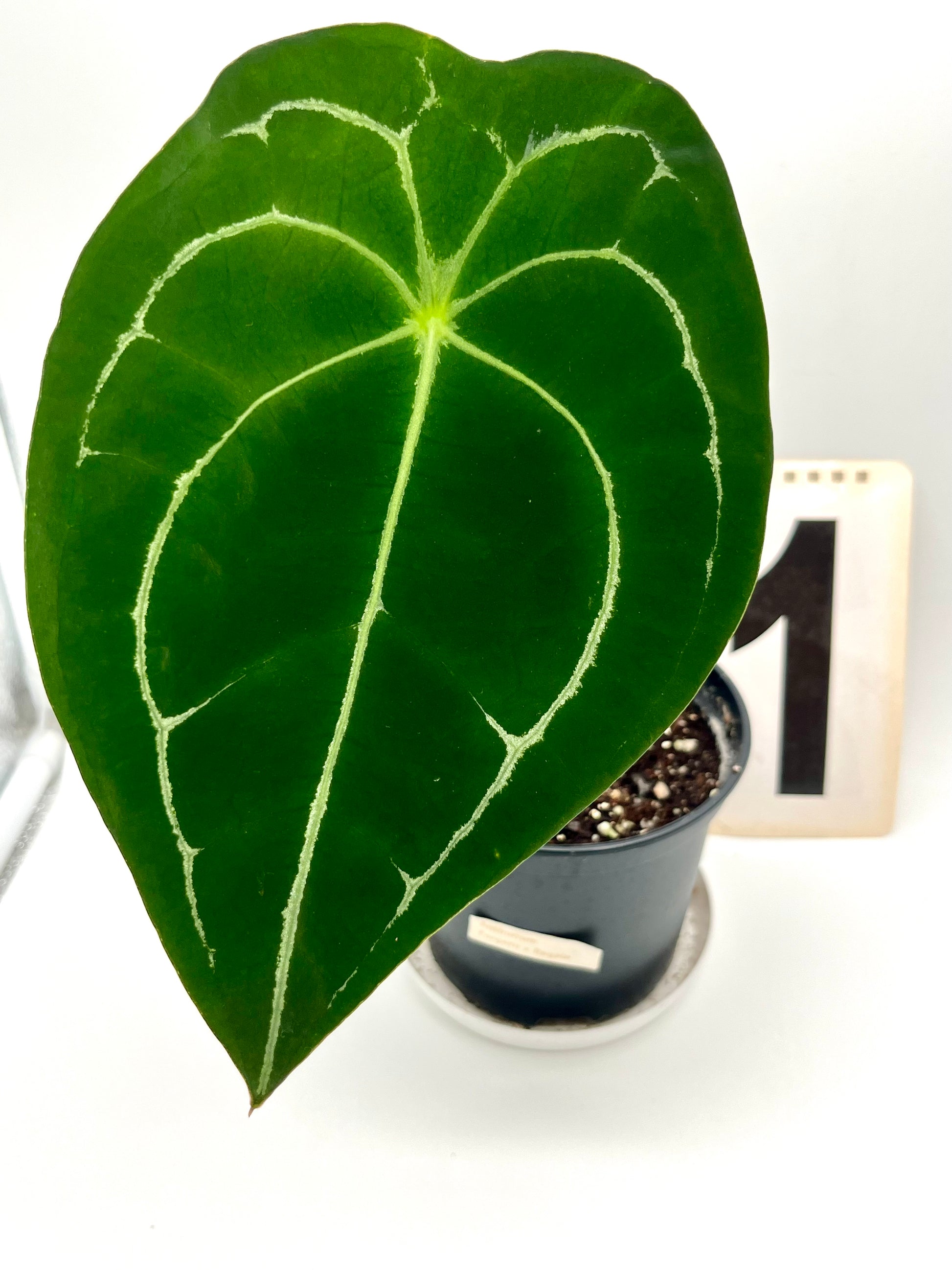 Anthurium Forgetii x Regale
